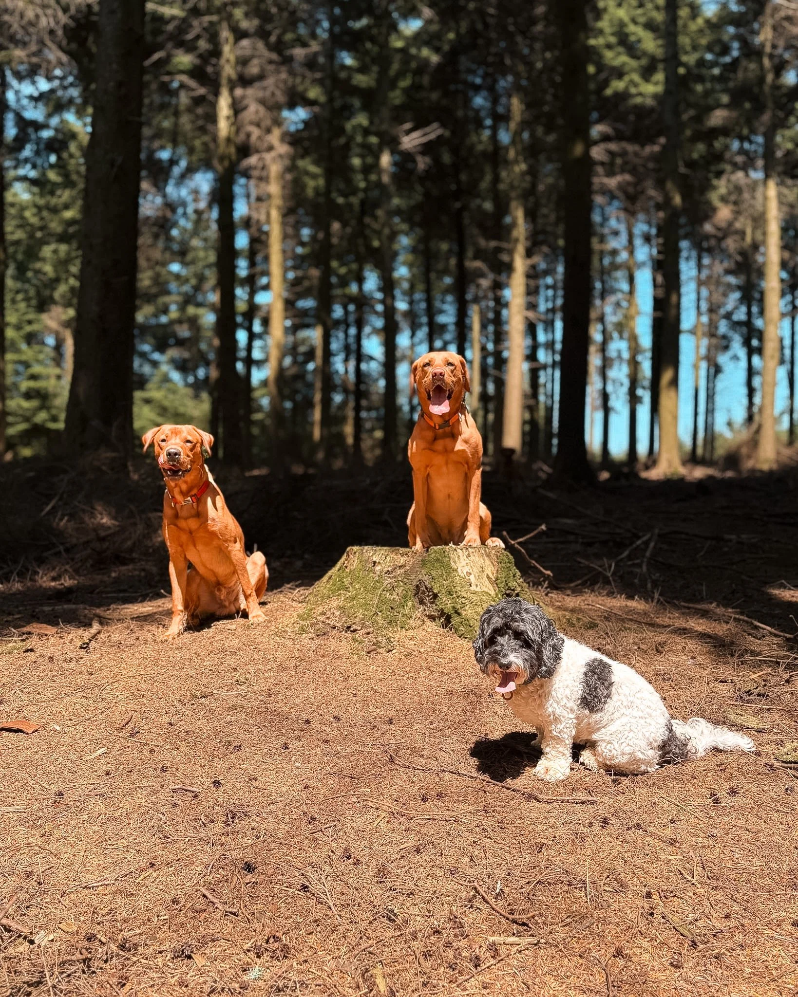 Four dogs, including two brown and white dogs and a black and white dog, standing and sitting on a forest floor with tall trees in the background.