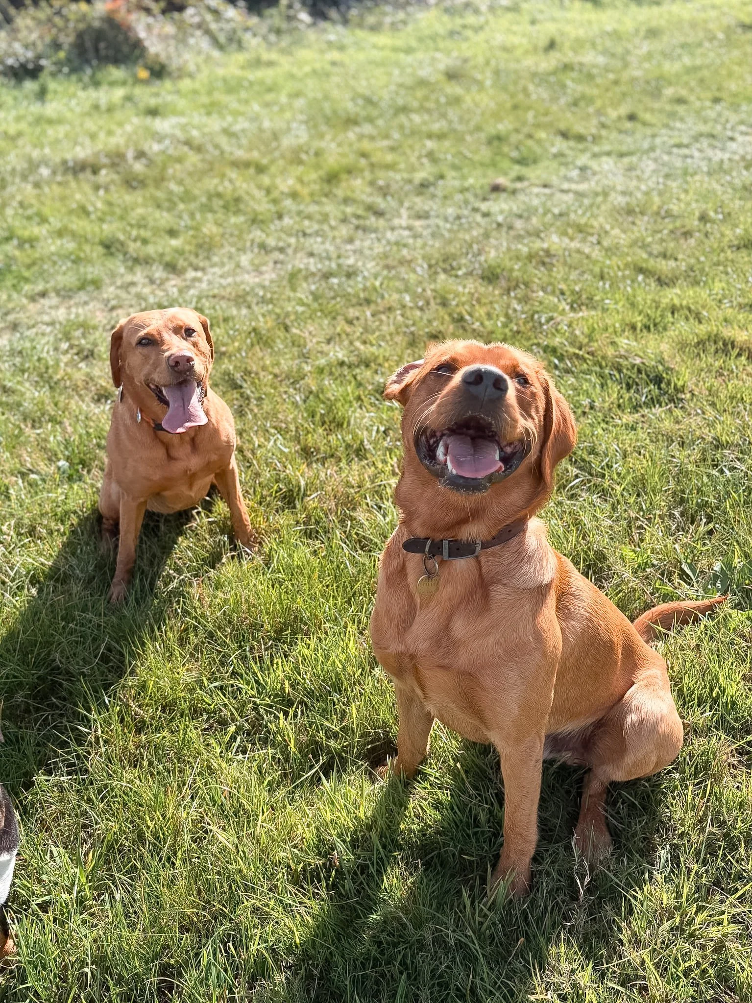 dog-walker-walking-dogs-newquay-pet-care-group-walks-services-newquay-cornwall-dogs-hang-ten-hounds-2026_5565.jpg