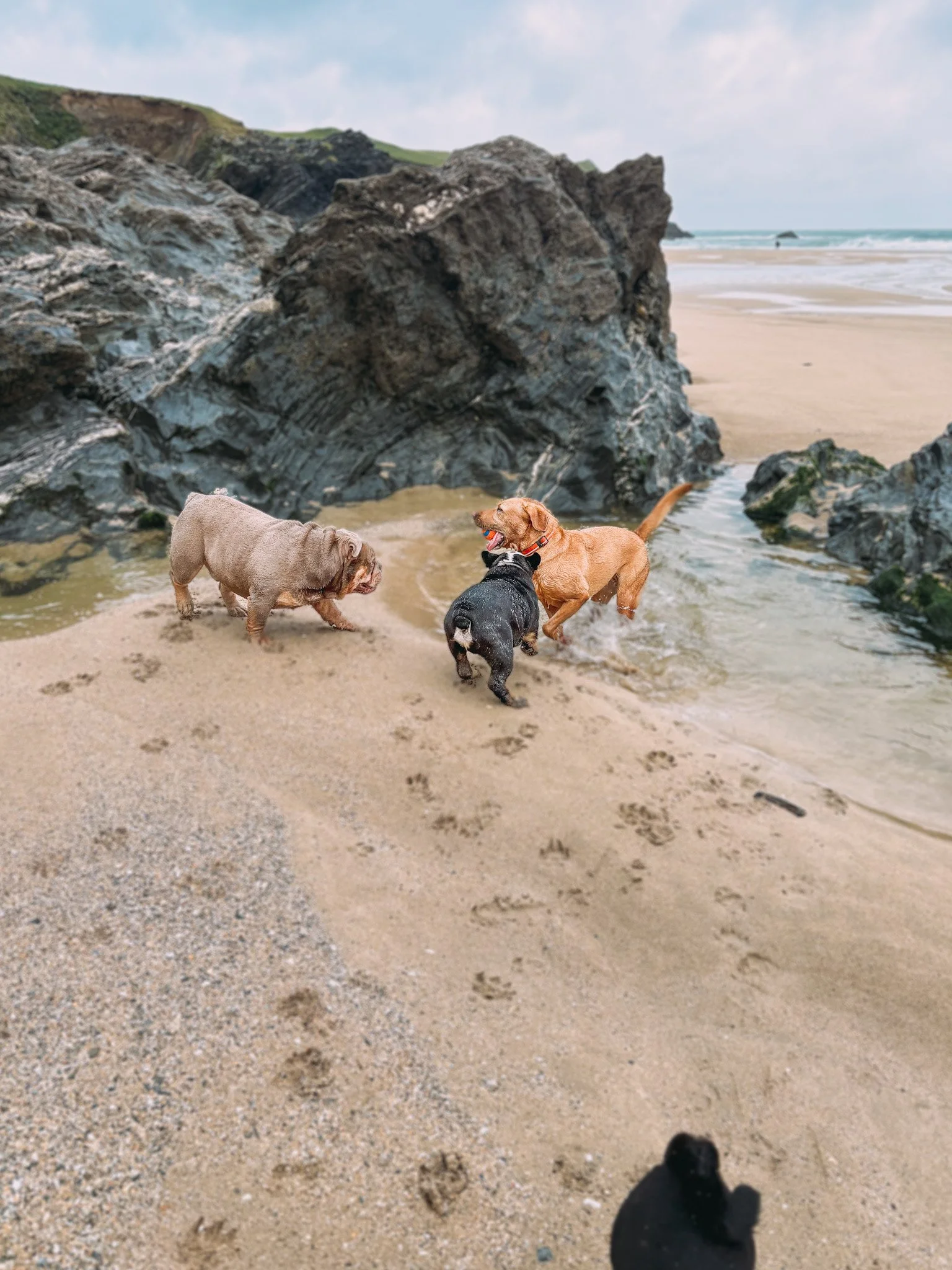 Four dogs playing on a sandy beach near rocks and the ocean.