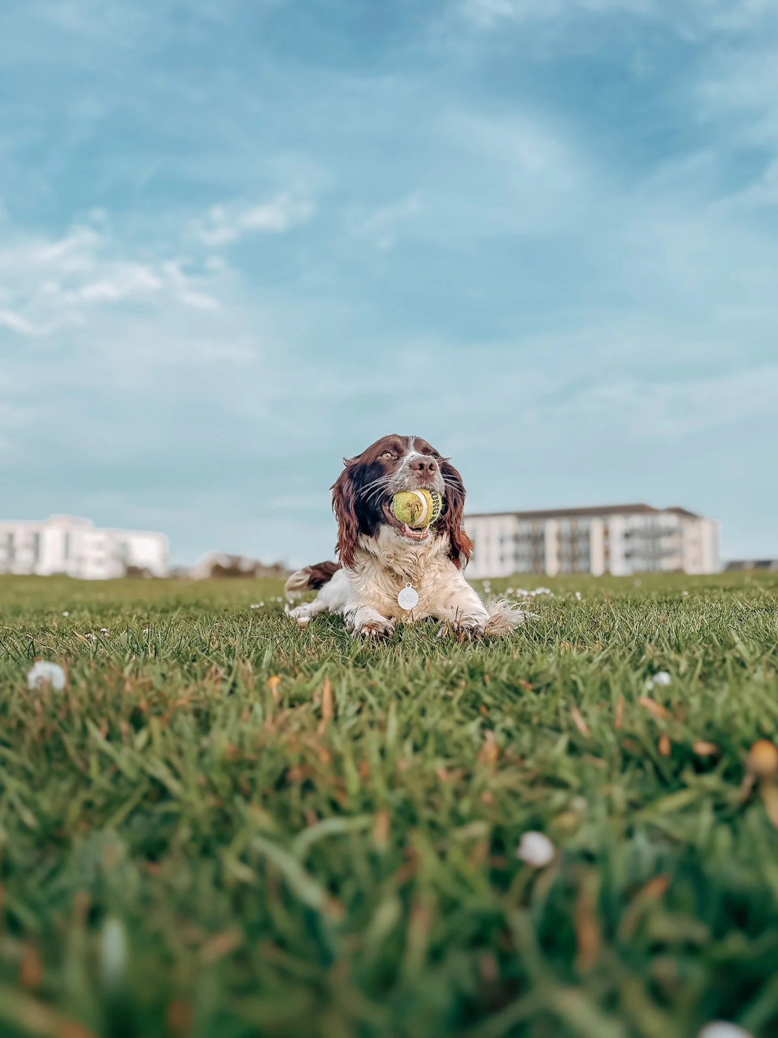 Dog lying on grass with a tennis ball in its mouth, urban buildings in the background, under a partly cloudy sky.