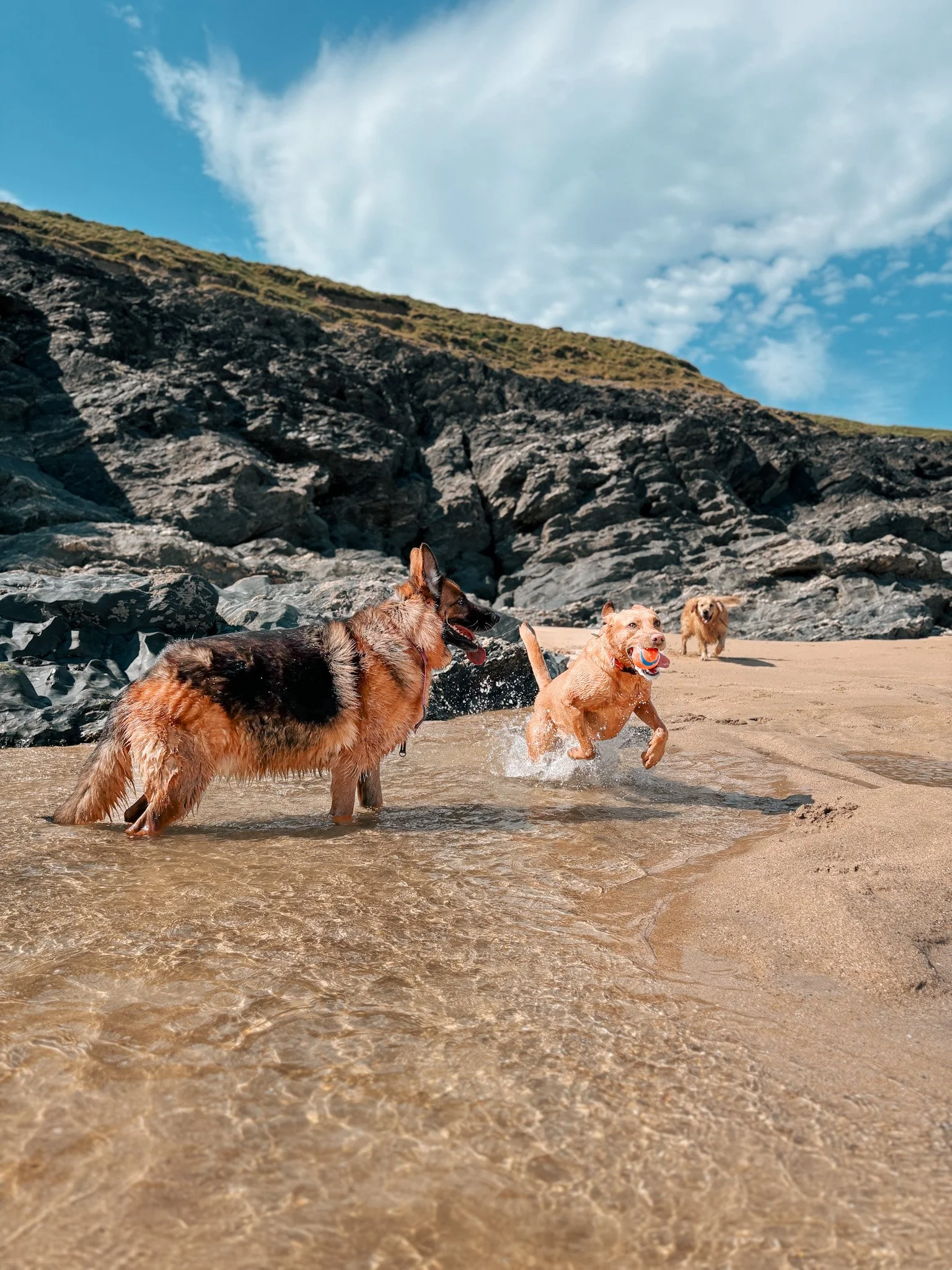 Four dogs playing and running in shallow water on a sandy beach with rocks and a hillside in the background under a partly cloudy sky.