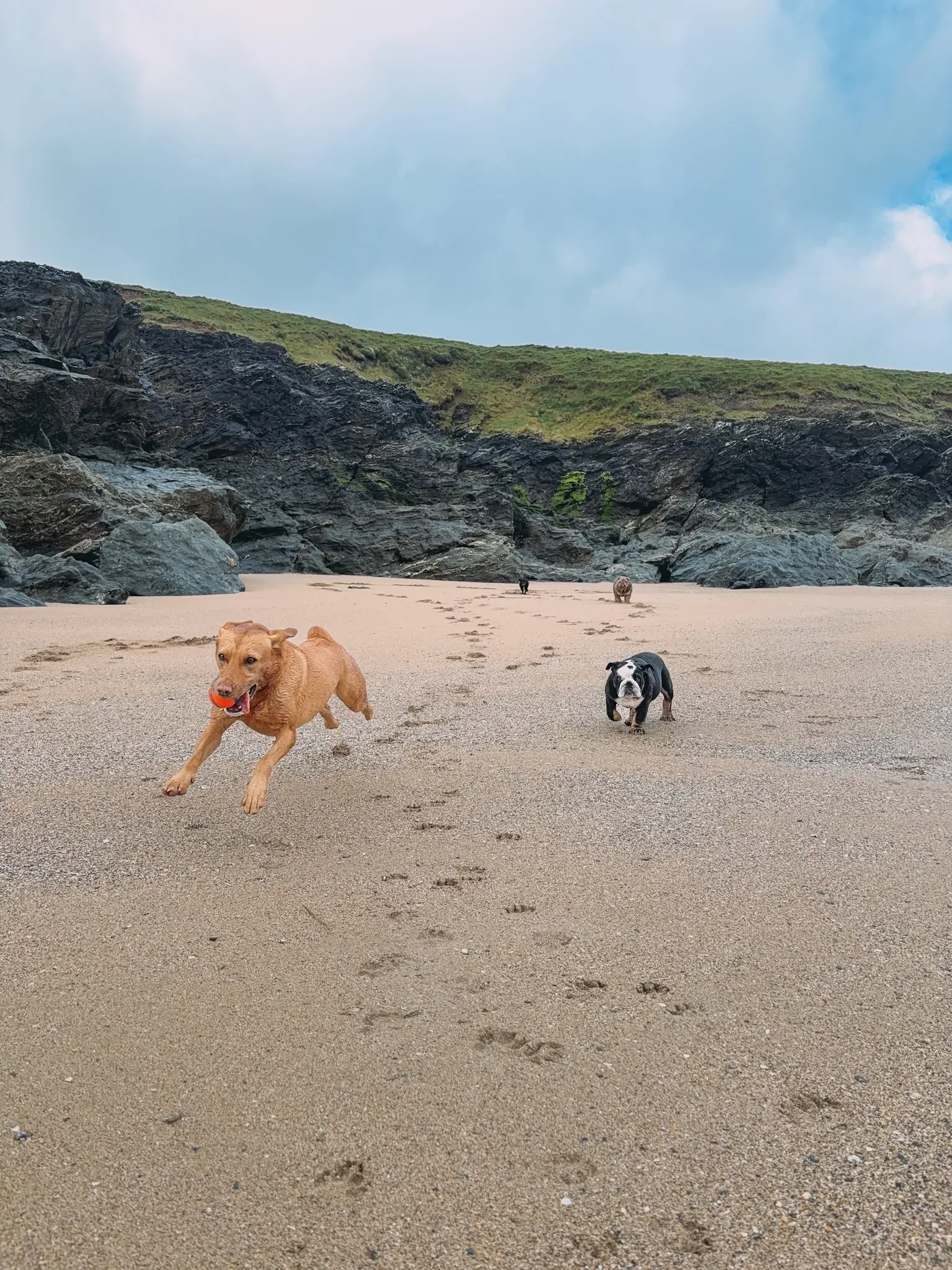newquay-dog-walker-best-dog-walker-dog-walks-adventures-in-newquay_0871.webp