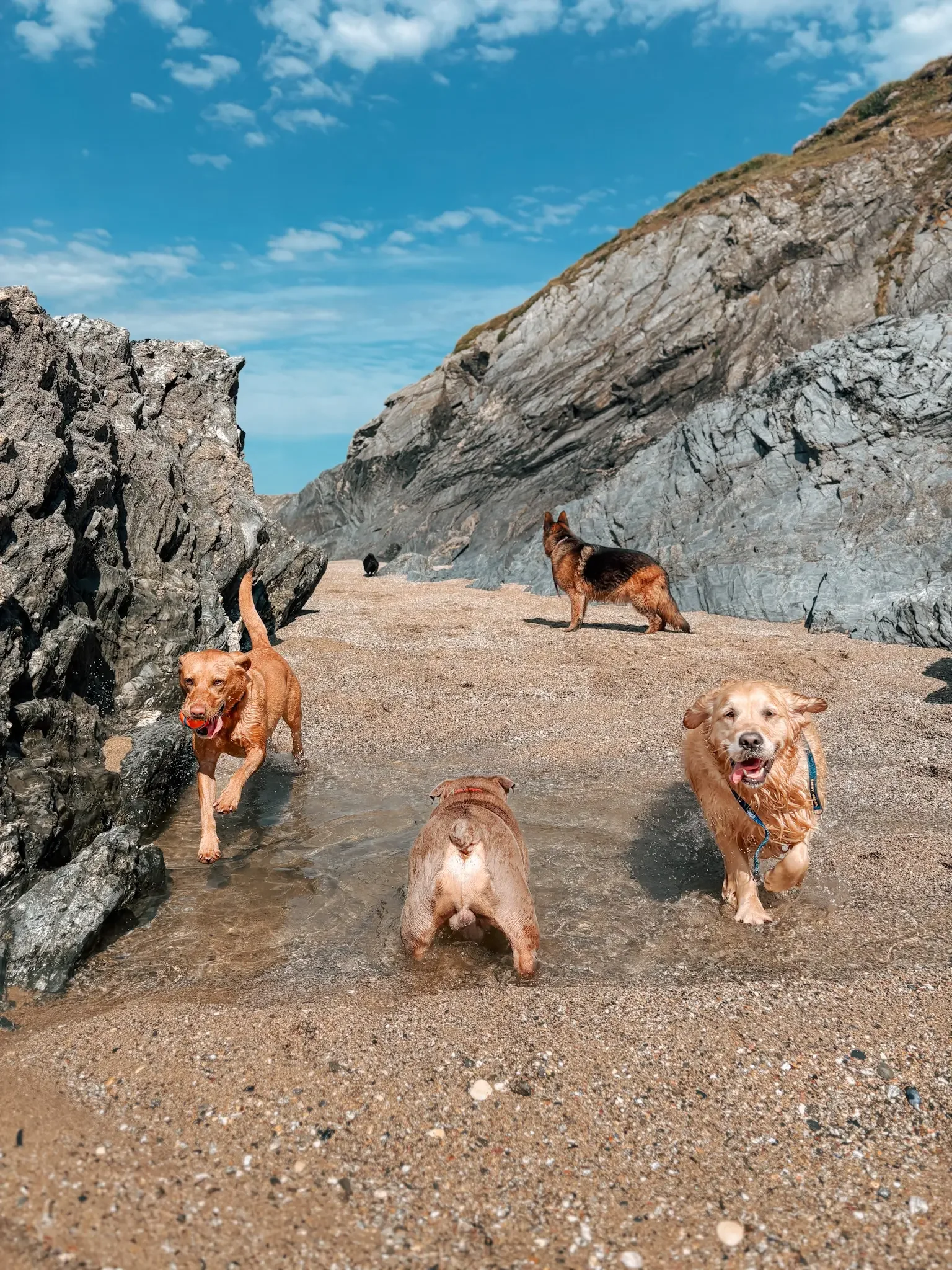 hang-ten-hounds-newquay-dog-walker-dog-walks-adventures-pet-sitting-in-newquay-2_3088.webp
