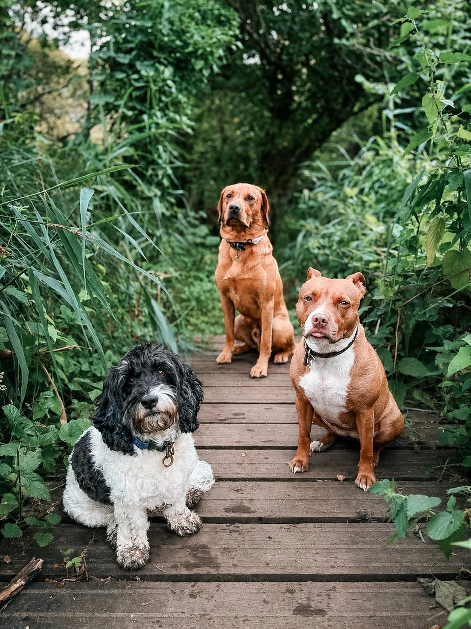 Four dogs sitting on a wooden bridge surrounded by green foliage.