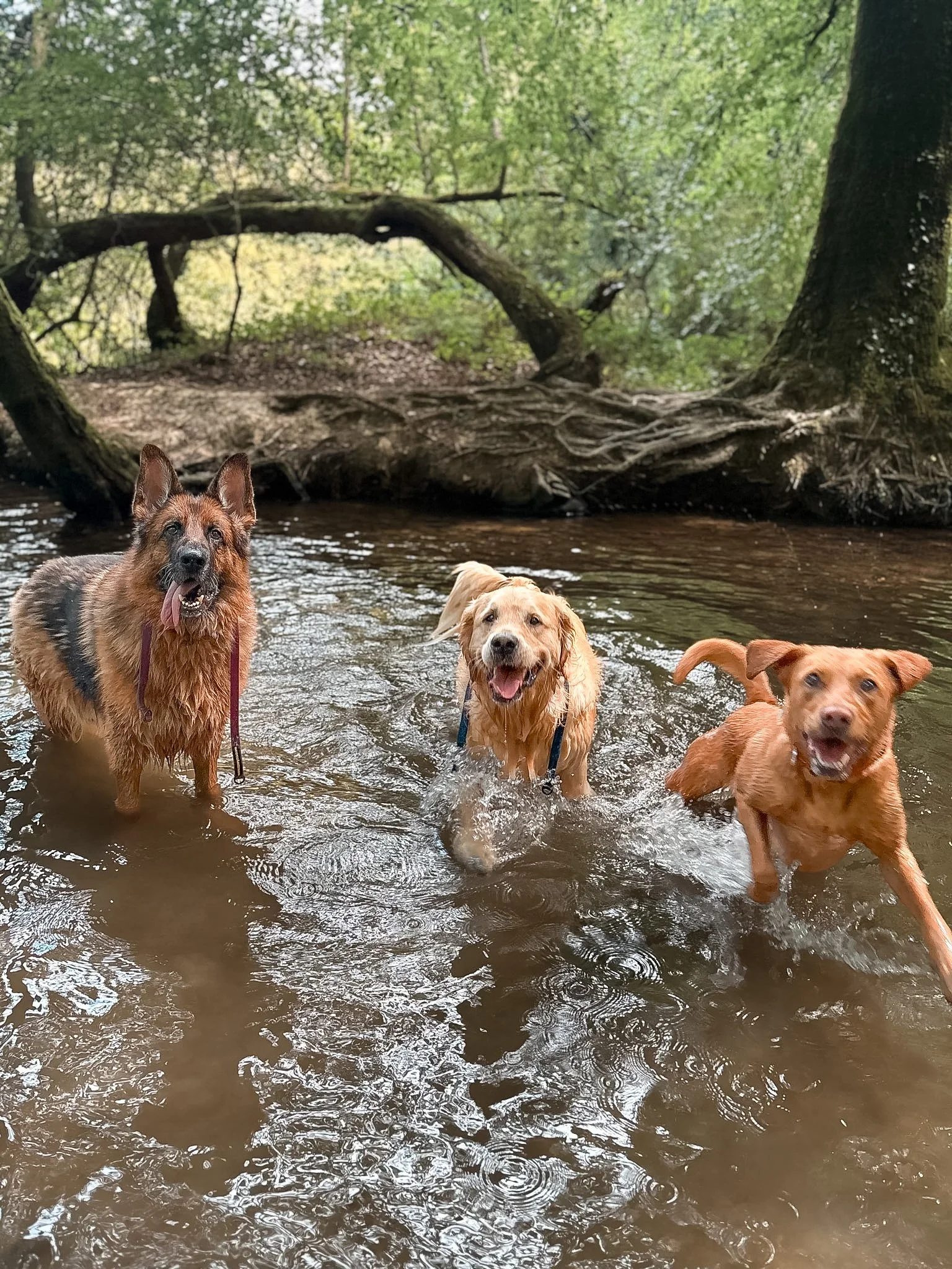 Four dogs standing in a shallow river with trees and roots in the background.