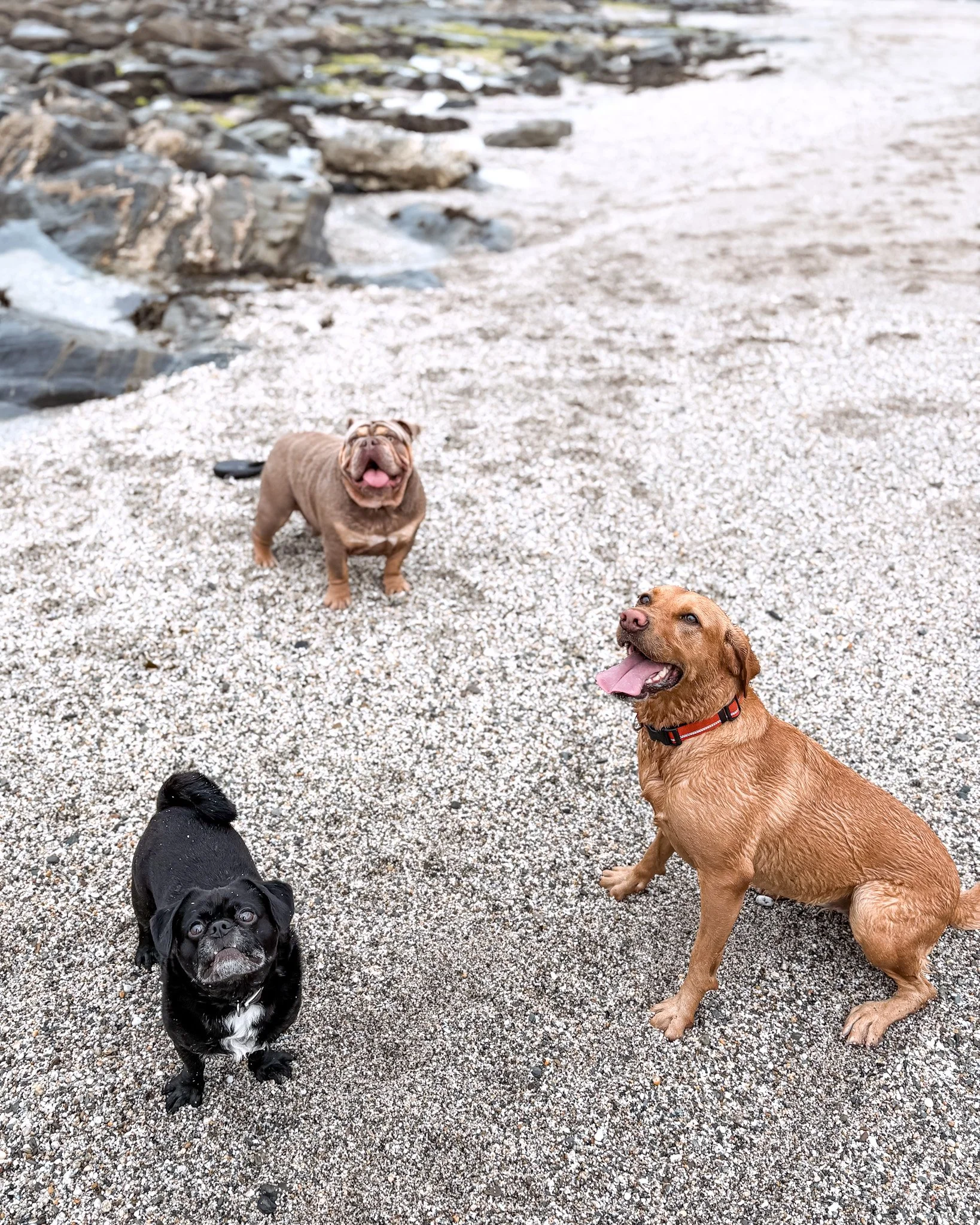dog-walker-newquay-cornwall-dogs_5554.jpg