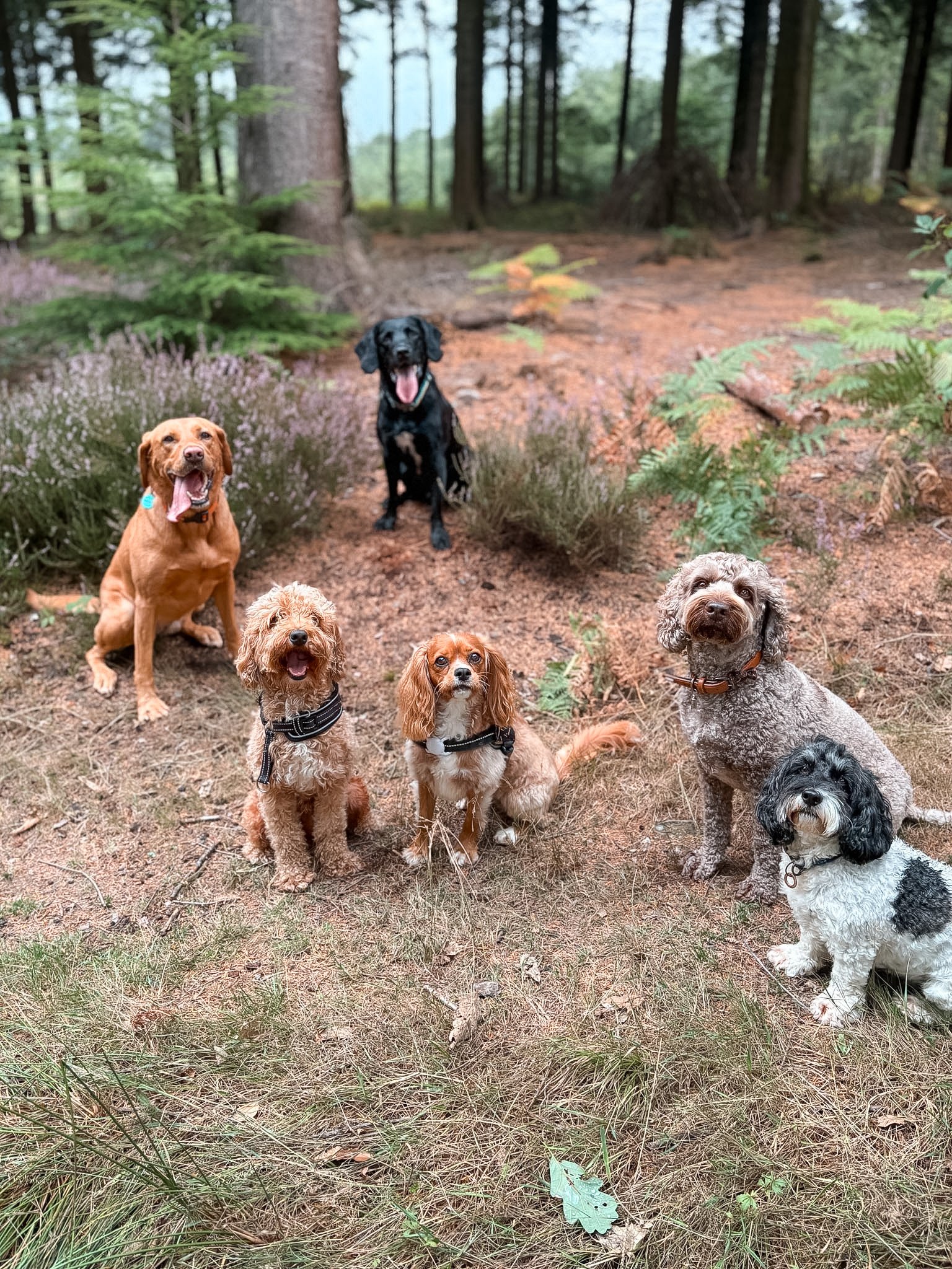 dog-walker-walking-dogs-newquay-pet-care-group-walks-services-newquay-cornwall-dogs-hang-ten-hounds_0984.jpg