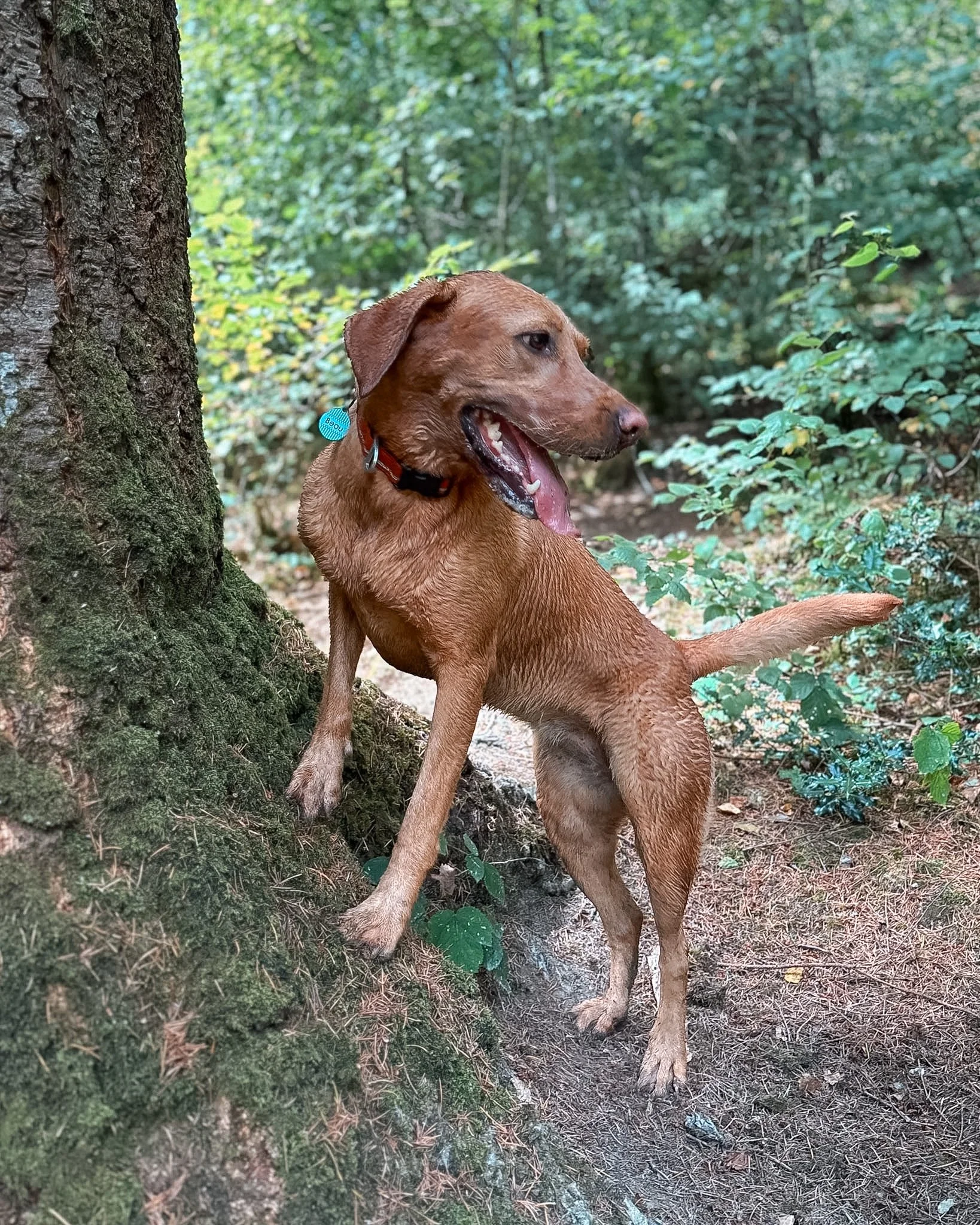 A brown dog sitting outdoors near a tree in a wooded area, with green foliage in the background.