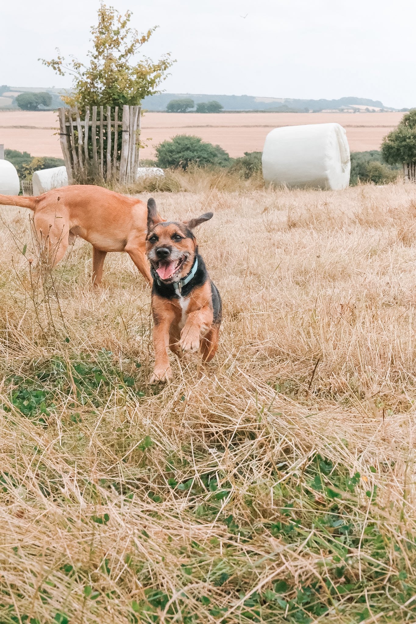 A happy brown and black dog running through a field of dry grass with a white farm building and trees in the background. A round hay bale is visible in the distance.