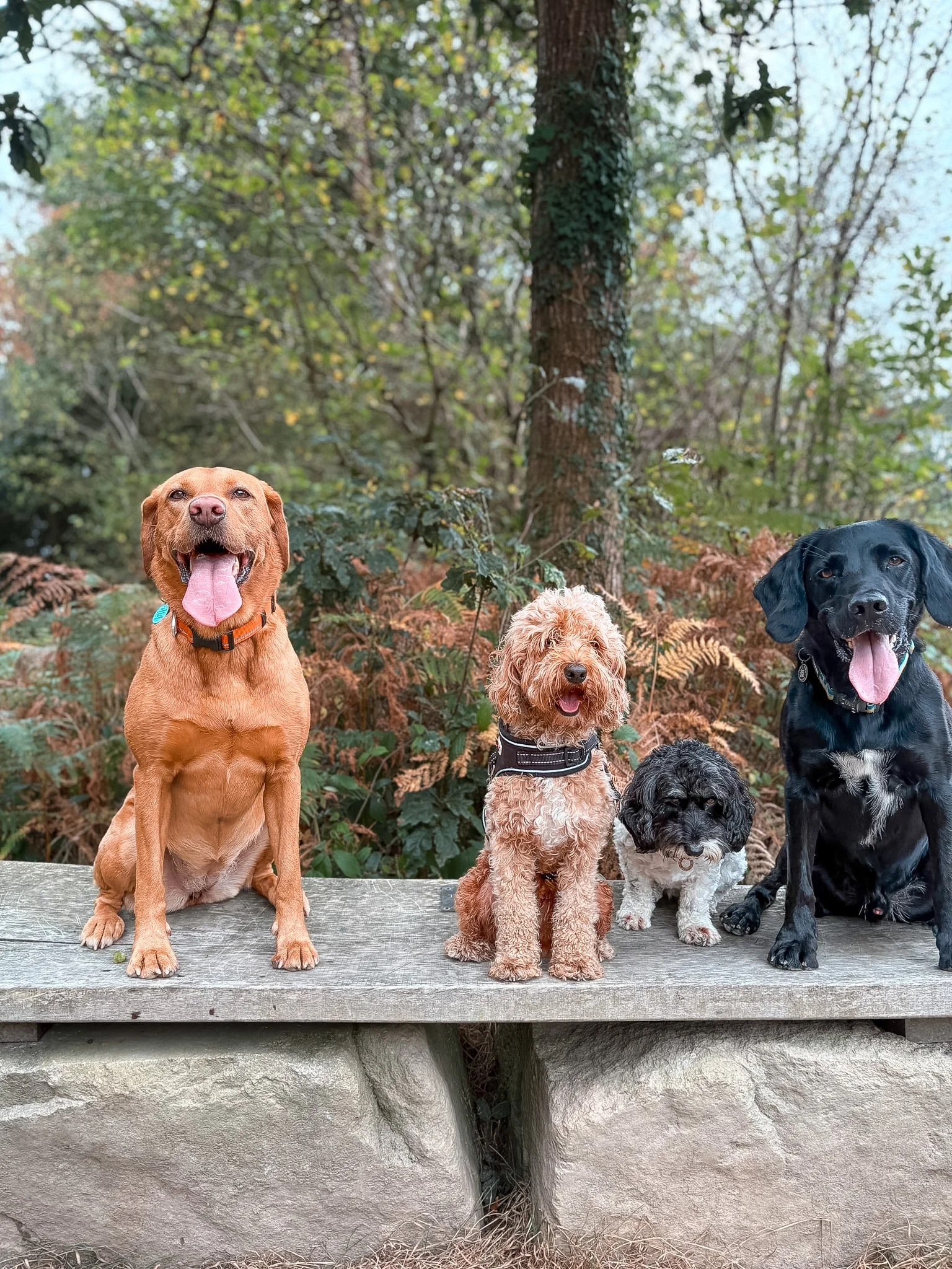dog-walker-walking-dogs-newquay-pet-care-group-walks-services-newquay-cornwall-dogs-hang-ten-hounds_0999.jpg