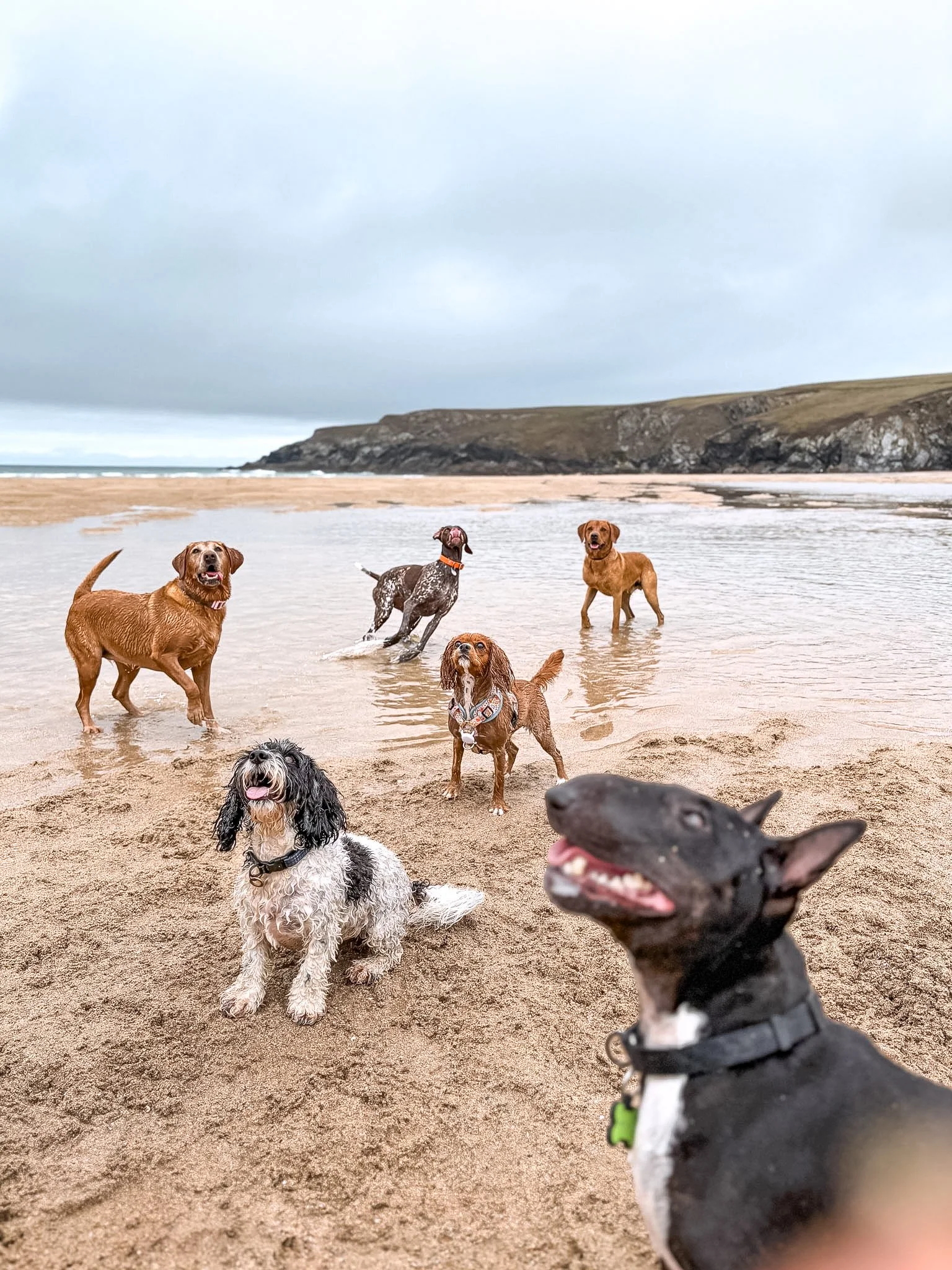 dog-walker-walking-dogs-newquay-pet-care-group-walks-services-newquay-cornwall-dogs-hang-ten-hounds-2026_2840.jpg