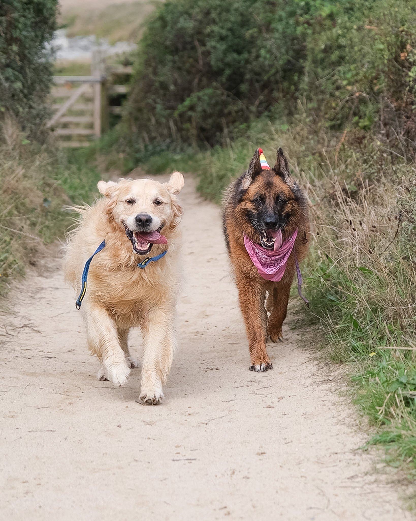 dog-walker-walking-dogs-newquay-pet-care-group-walks-services-newquay-cornwall-dogs-hang-ten-hounds-2026F8671.JPG