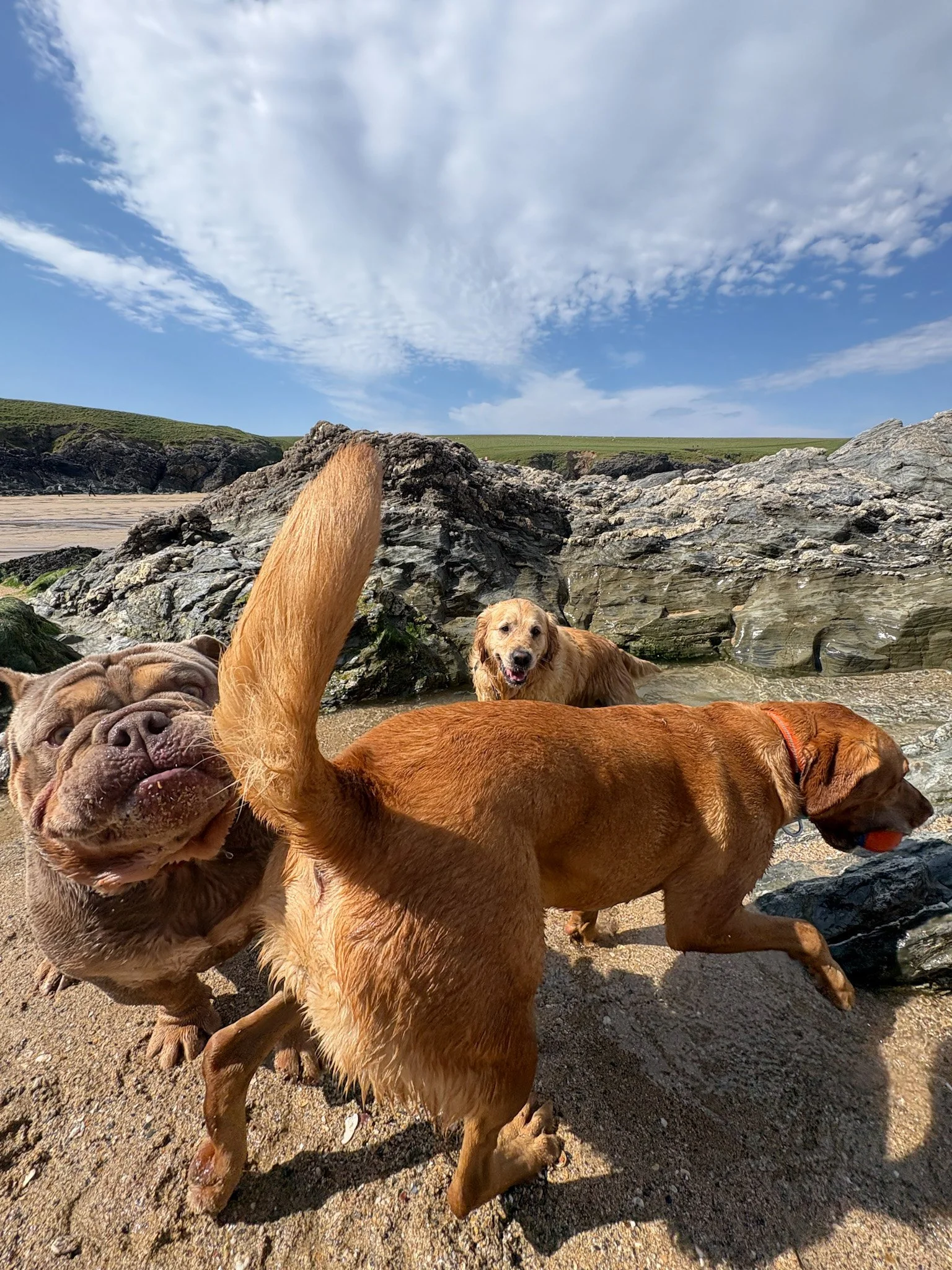 Group of dogs on a beach near rocks with a blue sky and scattered clouds in the background.
