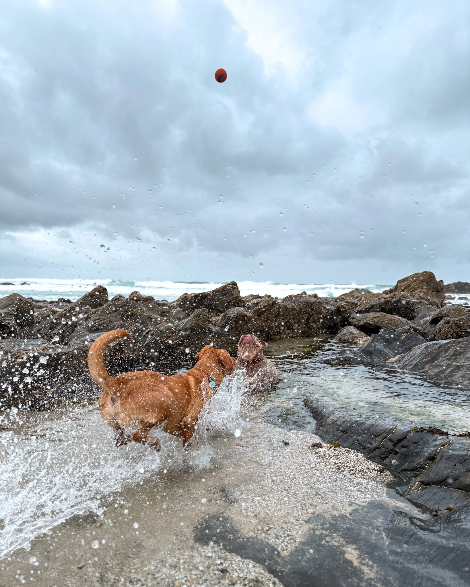 dog-walker-newquay-cornwall-dogs_5541.jpg