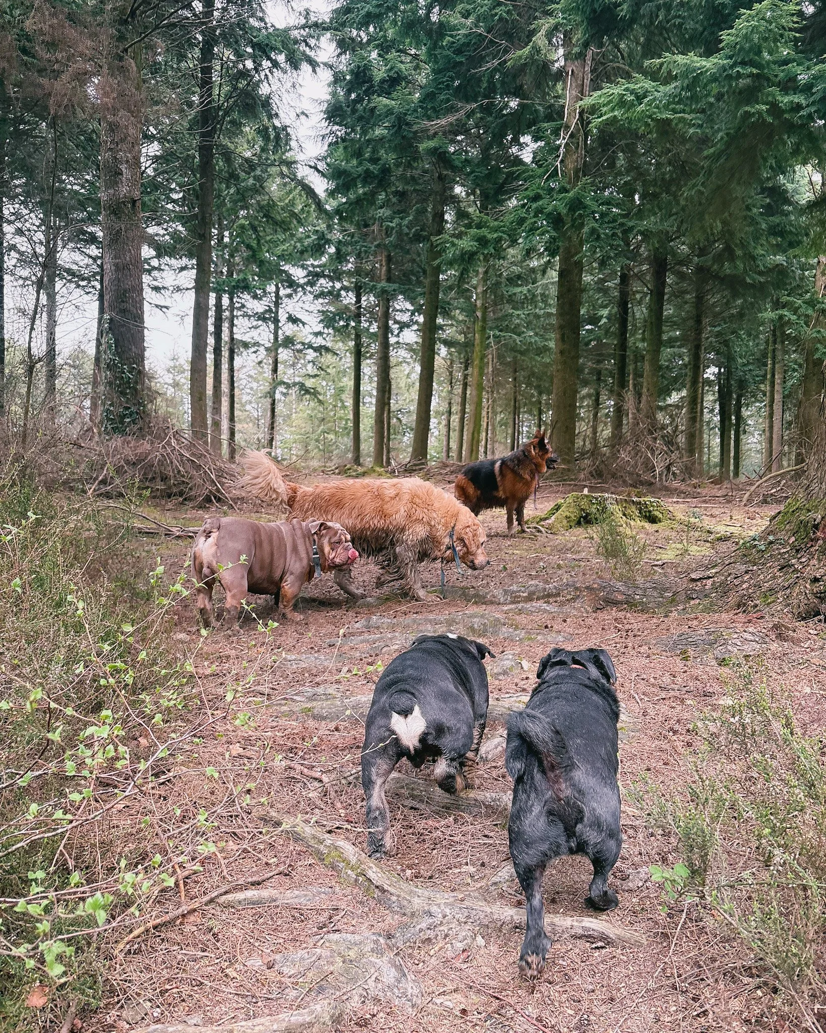 Four dogs walking on a trail in a dense forest of tall pine trees with green foliage and moss-covered ground.