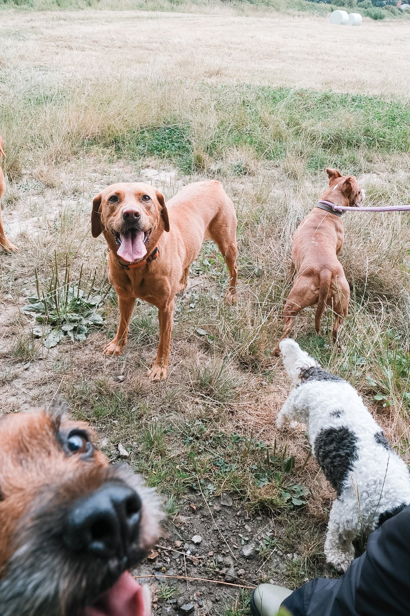 Group of dogs outdoors on a grassy field, some on leashes, with hay bales in the background.