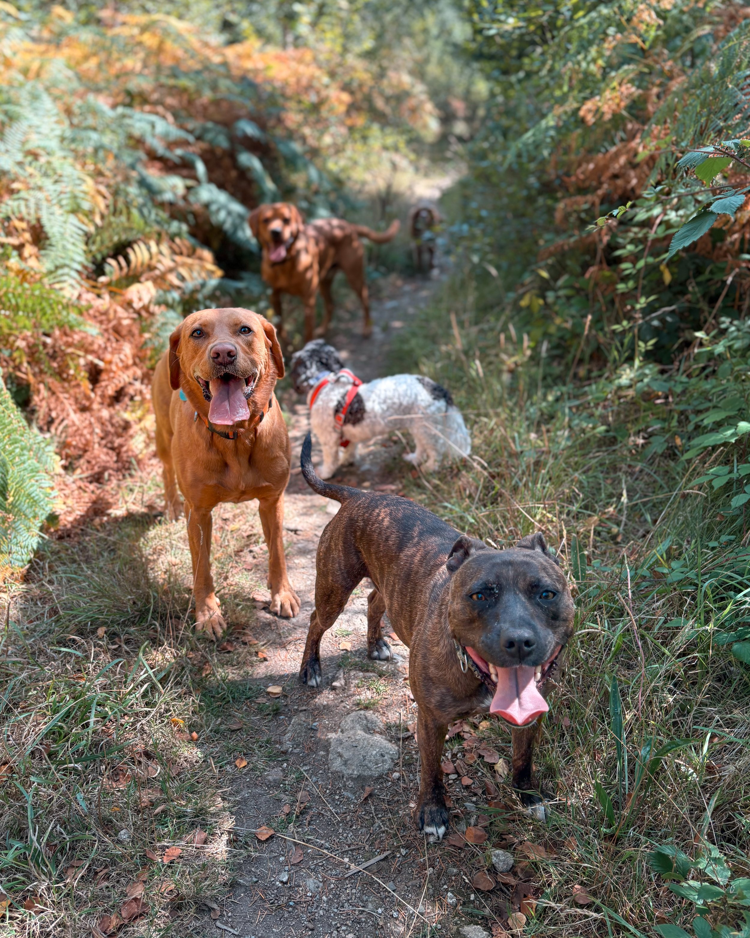 Four dogs on a forest trail, among green and brown foliage, with fallen leaves and a dirt path.