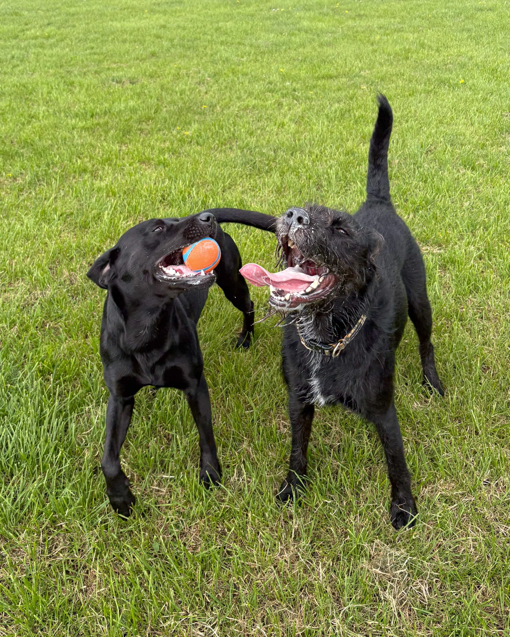 Two black dogs playing on a grassy field, one with a ball in its mouth and the other with its mouth open, tail upright, and wet fur.