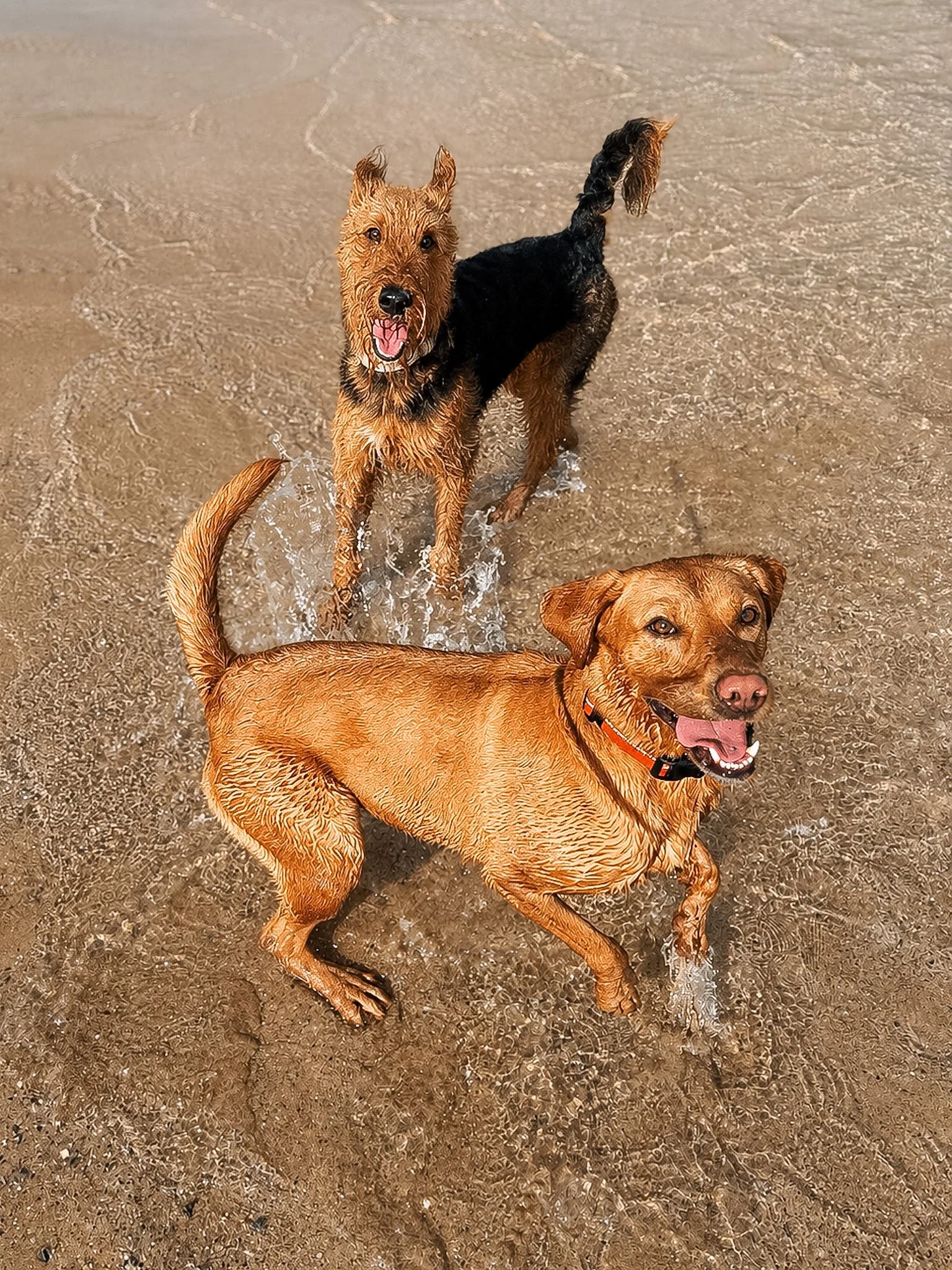 Three dogs playing in the sand at the beach, with two standing and one lying down.