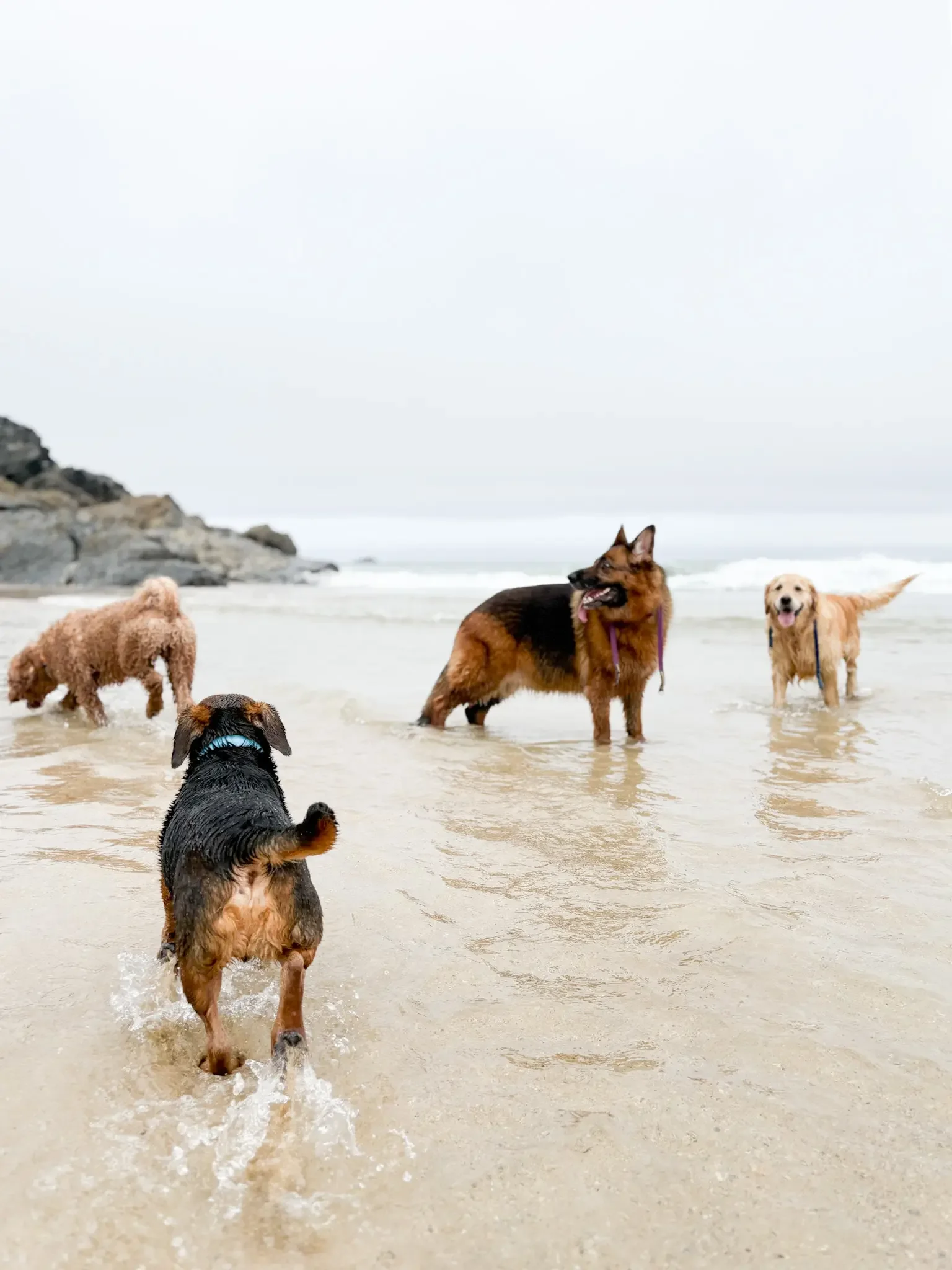 dog-walker-walking-care-services-newquay-cornwall-dogs-hang-ten-hounds_0996.webp