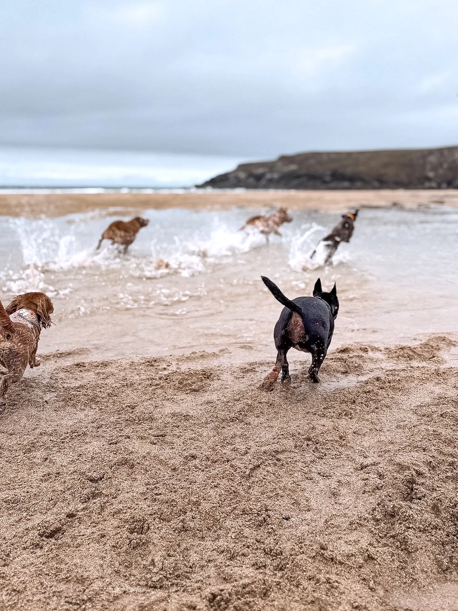 dog-walker-walking-dogs-newquay-pet-care-group-walks-services-newquay-cornwall-dogs-hang-ten-hounds-2026_2858.jpg