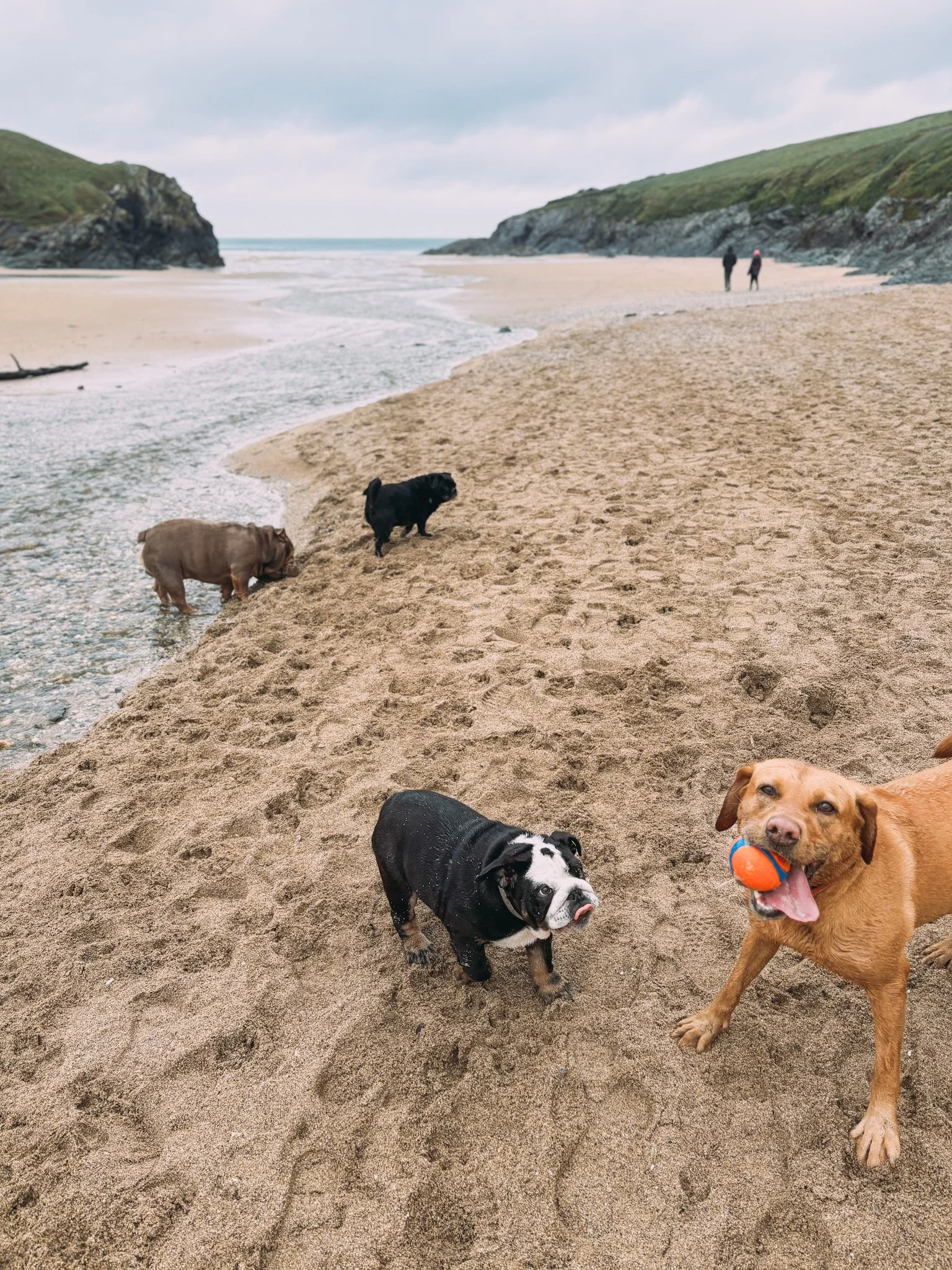 Multiple dogs on a sandy beach, some playing near the water and others sitting or standing on the sand, with cliffs and hills in the background.