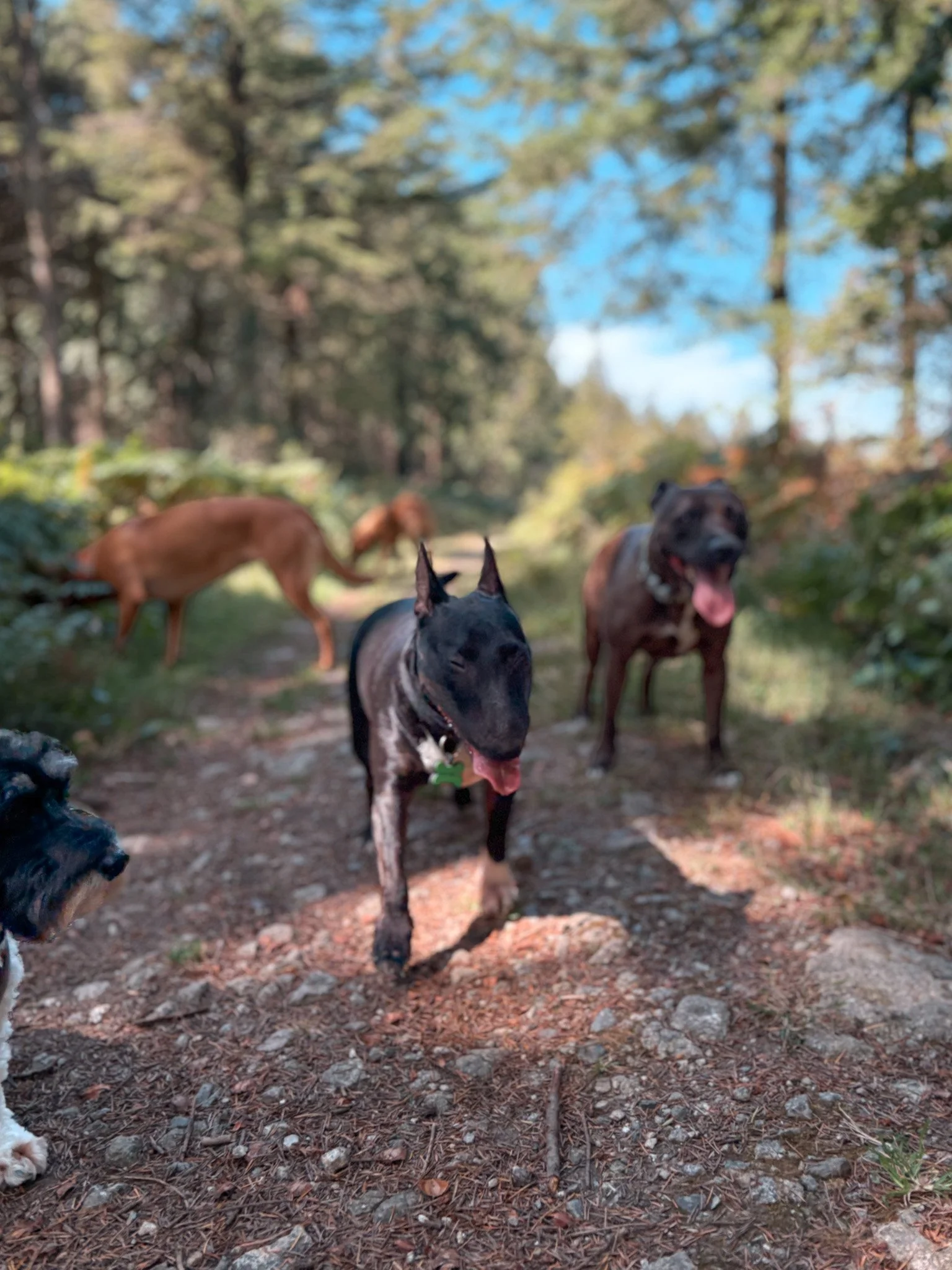 Several dogs standing on a dirt trail in a forest with tall trees and blue sky in the background.