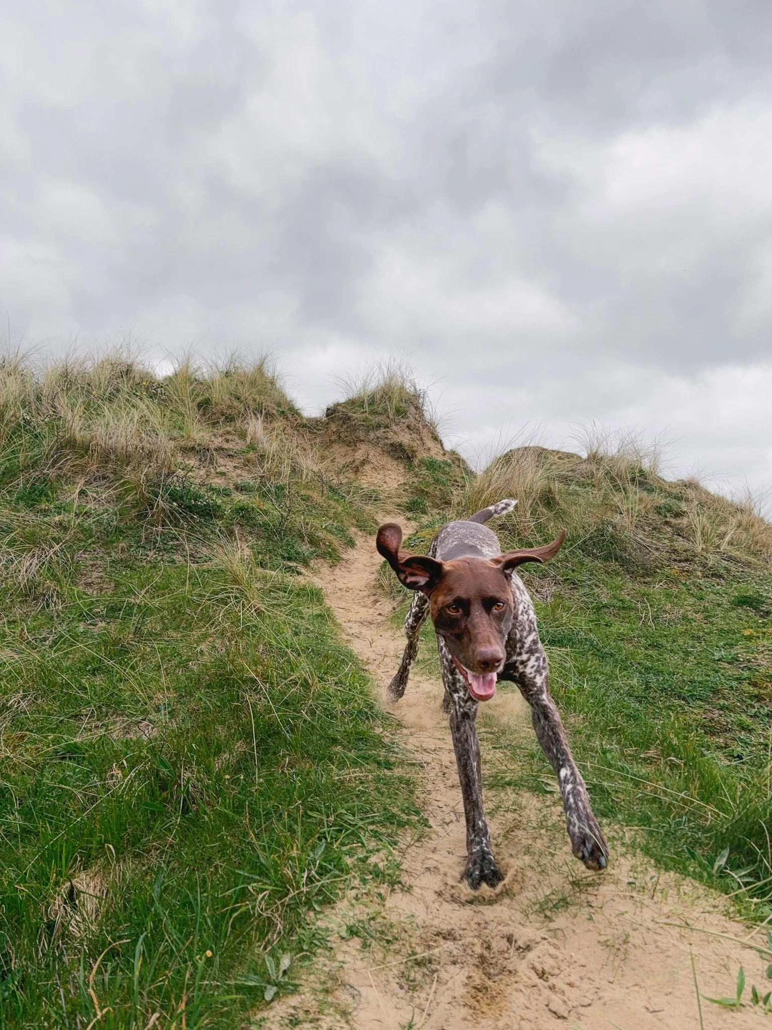 A dog with a brown head and black and white body running on a sandy trail through green grass and dunes under a cloudy sky.