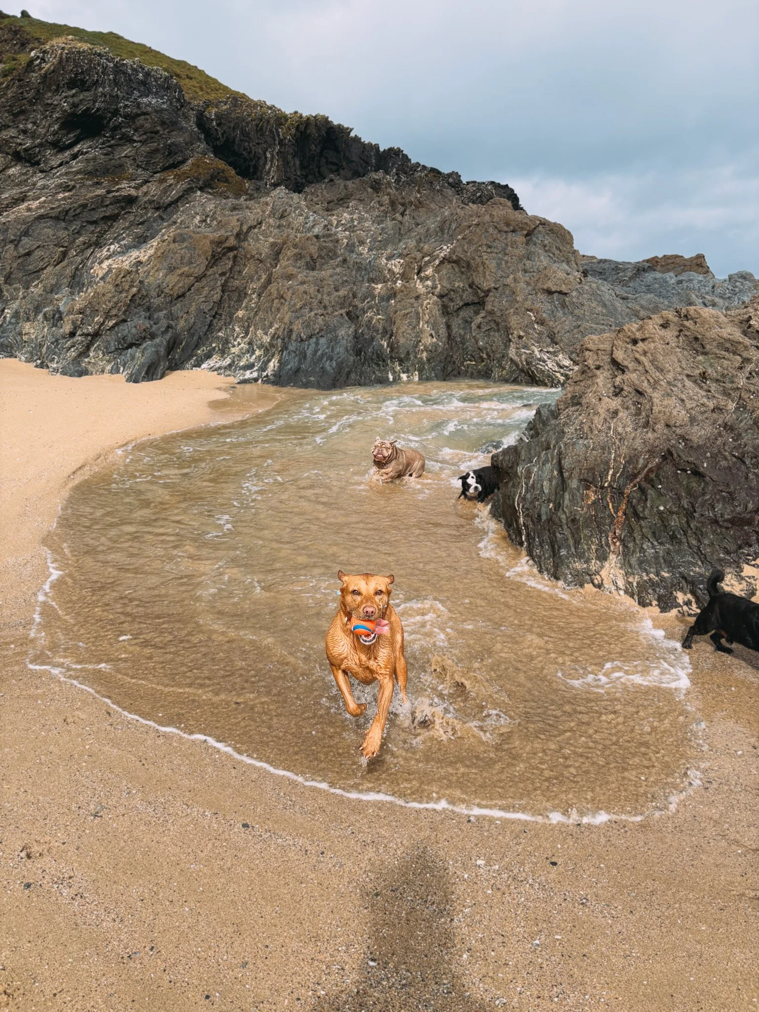 Dogs playing fetch at the beach near rocky cliffs, with sandy shore and cloudy sky.
