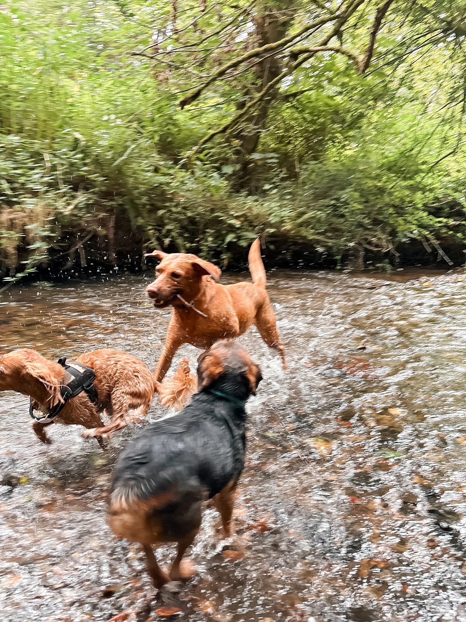 Multiple dogs playing in a shallow creek with a forest background.