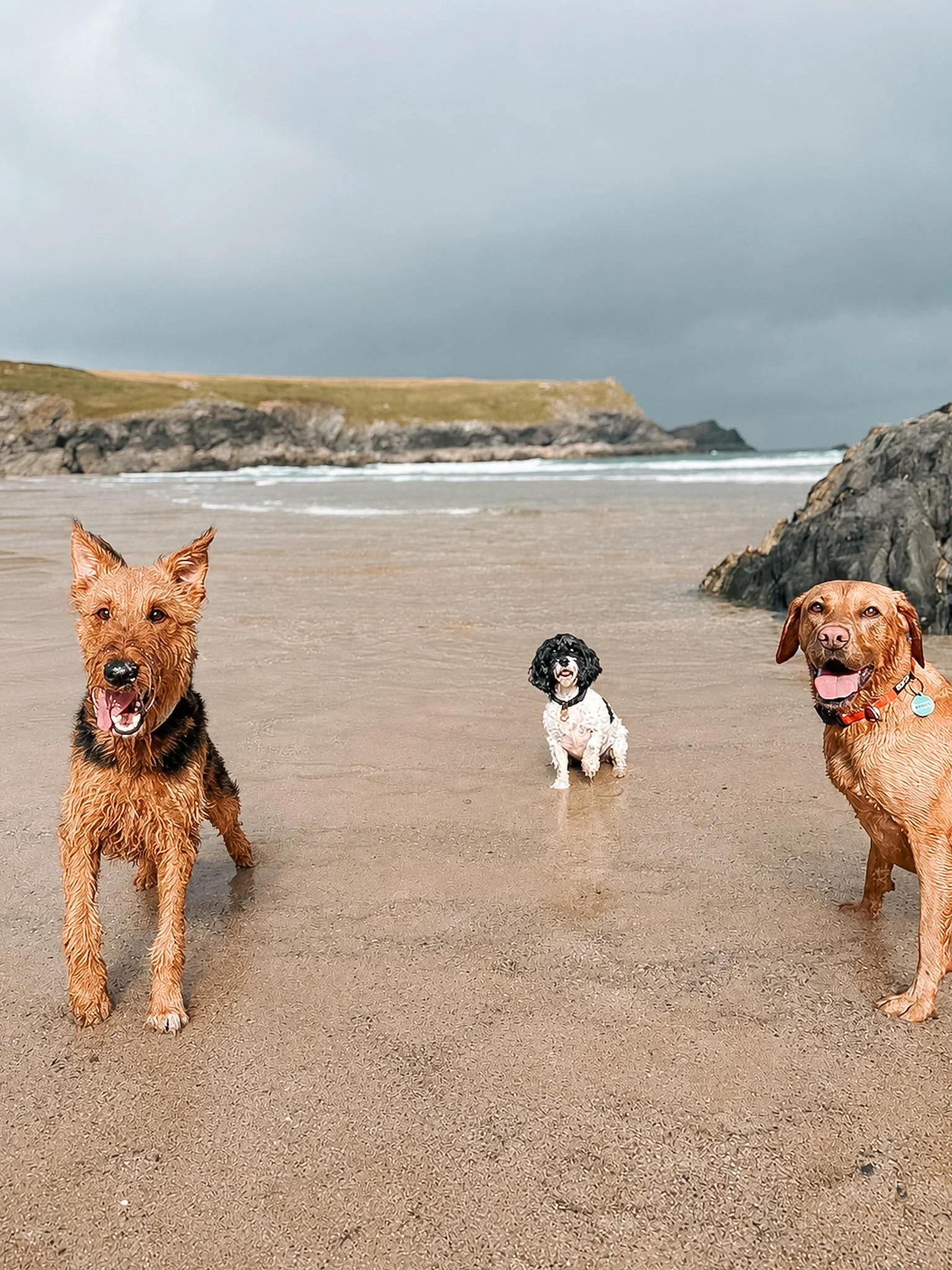 Four dogs standing on a sandy beach with rocks and an ocean in the background under a cloudy sky.