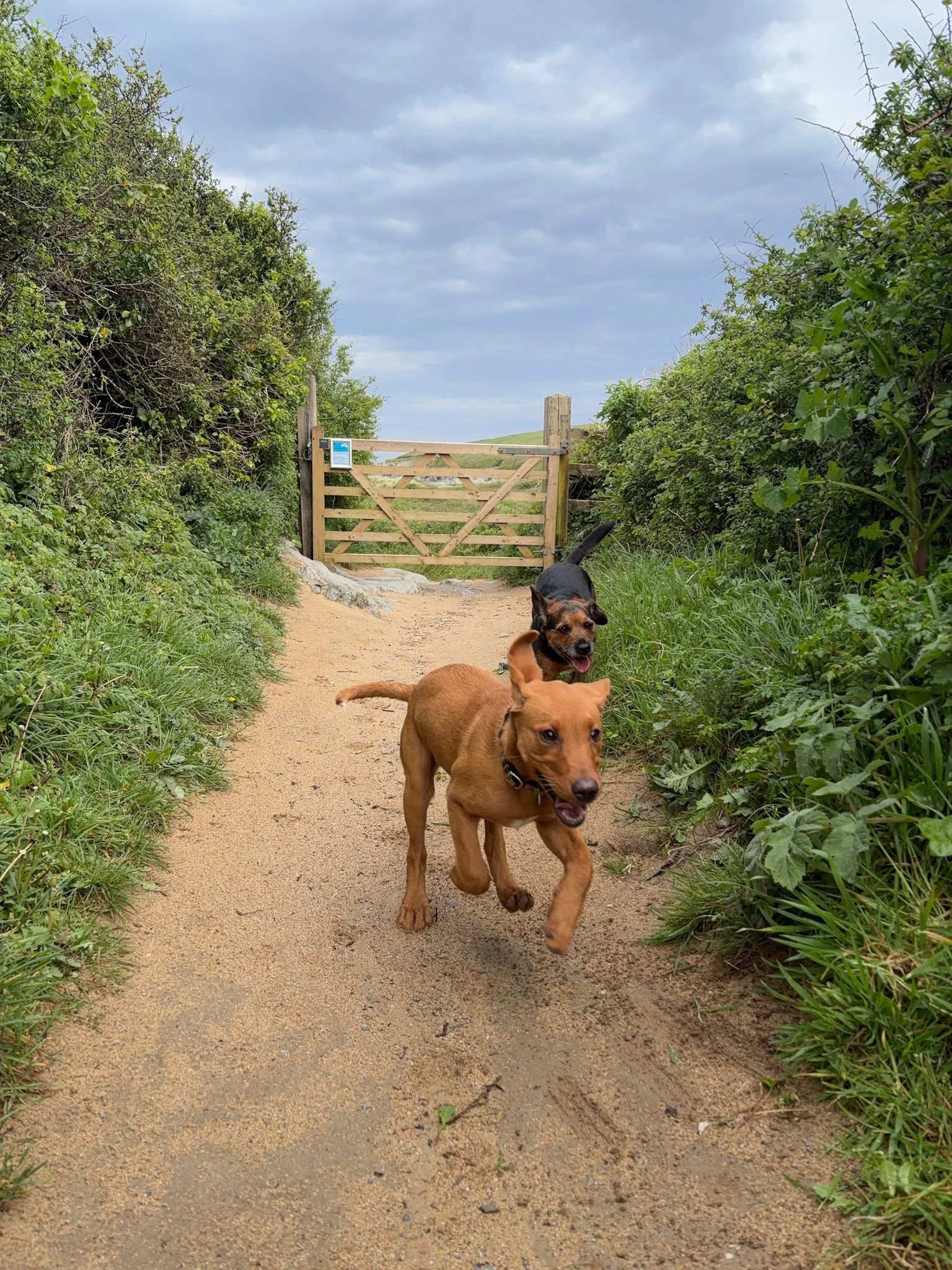 Two dogs running on a dirt trail near a wooden gate, surrounded by green bushes, with a cloudy sky overhead.