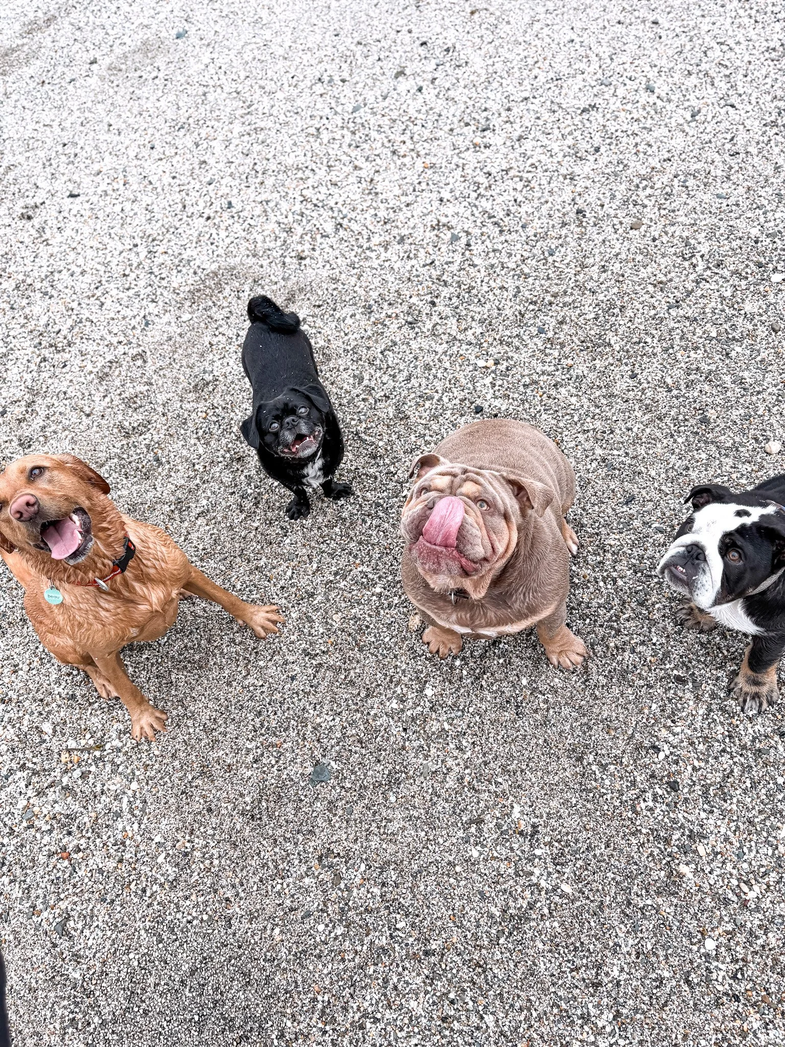 dog-walker-newquay-cornwall-dogs_5559.jpg