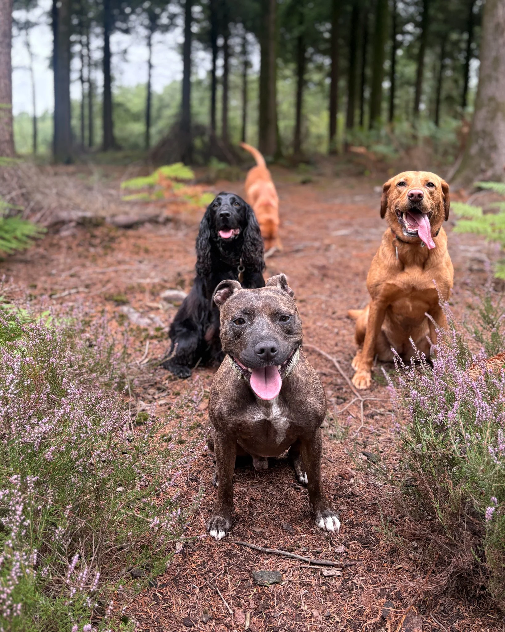dog-walker-walking-dogs-newquay-pet-care-group-walks-services-newquay-cornwall-dogs-hang-ten-hounds-2026F8650.JPG-2.jpg