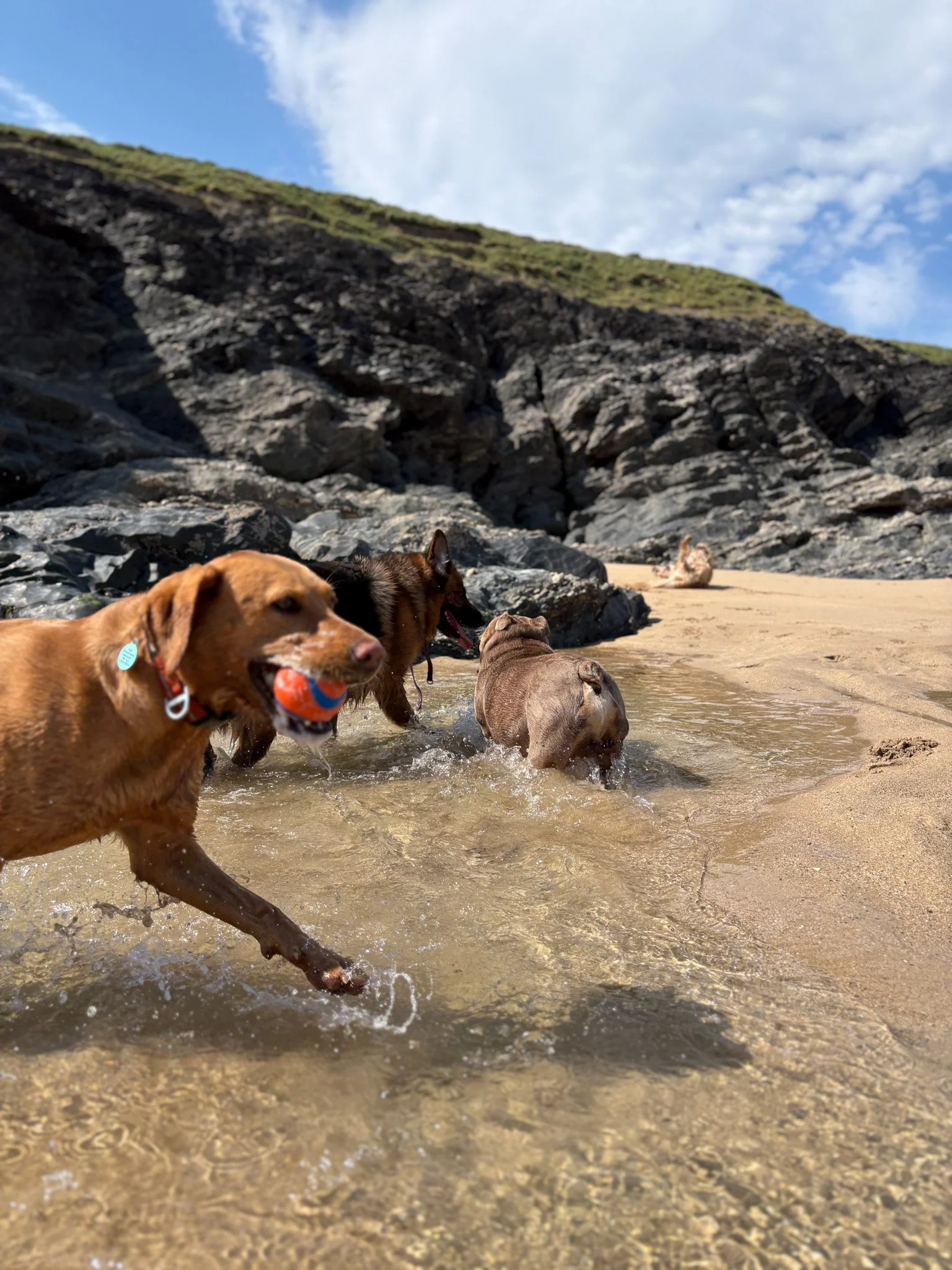Four dogs playing and running in Newquay, Cornwall; shallow water on a sandy beach, with rocky cliffs and a partly cloudy sky in the background.