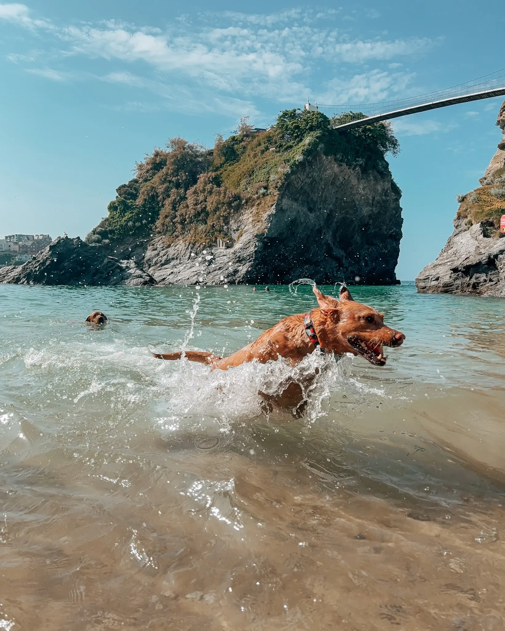 dog-walker-newquay-cornwall-dogs-best-walker_7330.webp