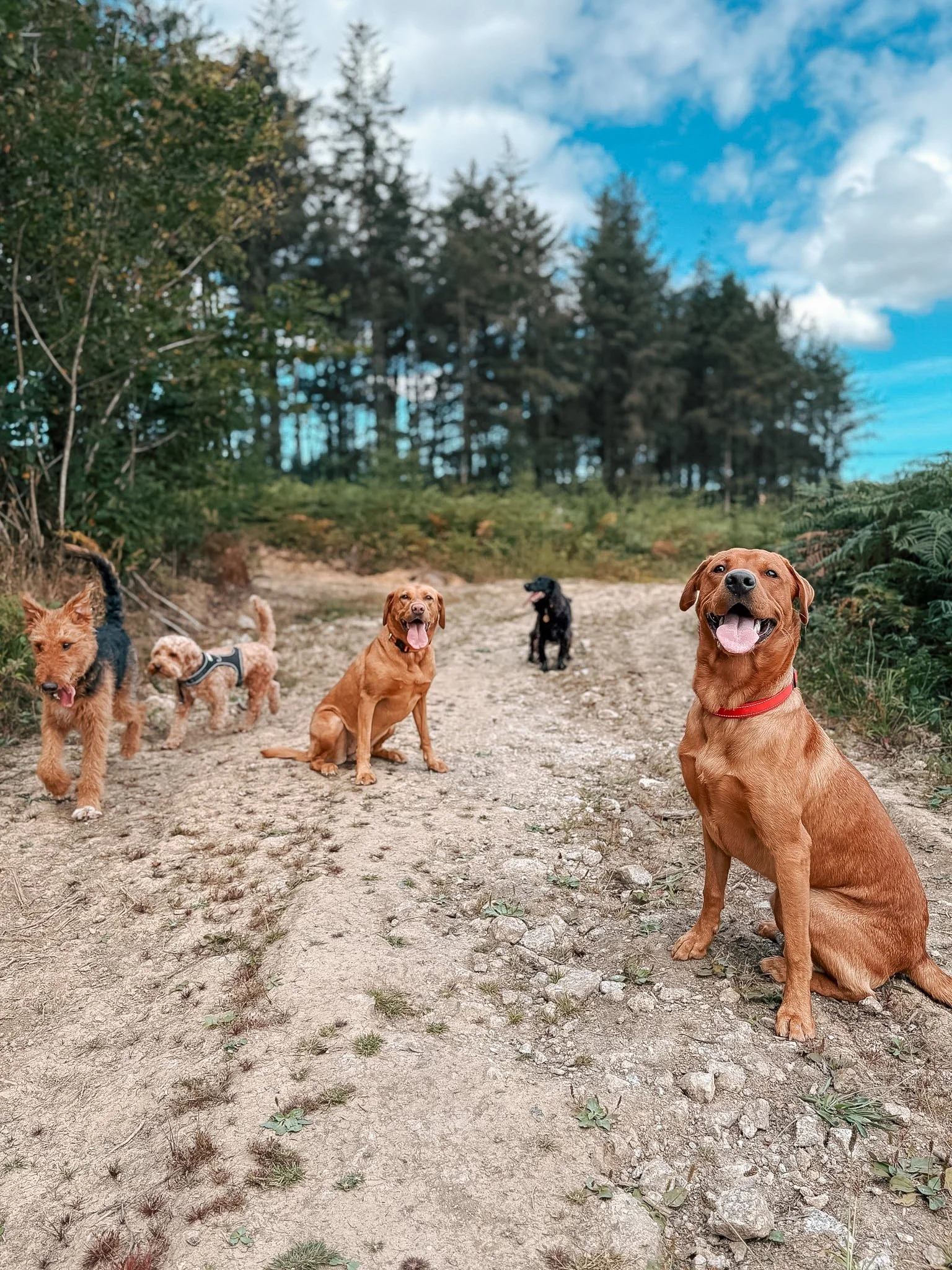 Group of six dogs on a dirt trail in a forested area with blue sky and clouds overhead.