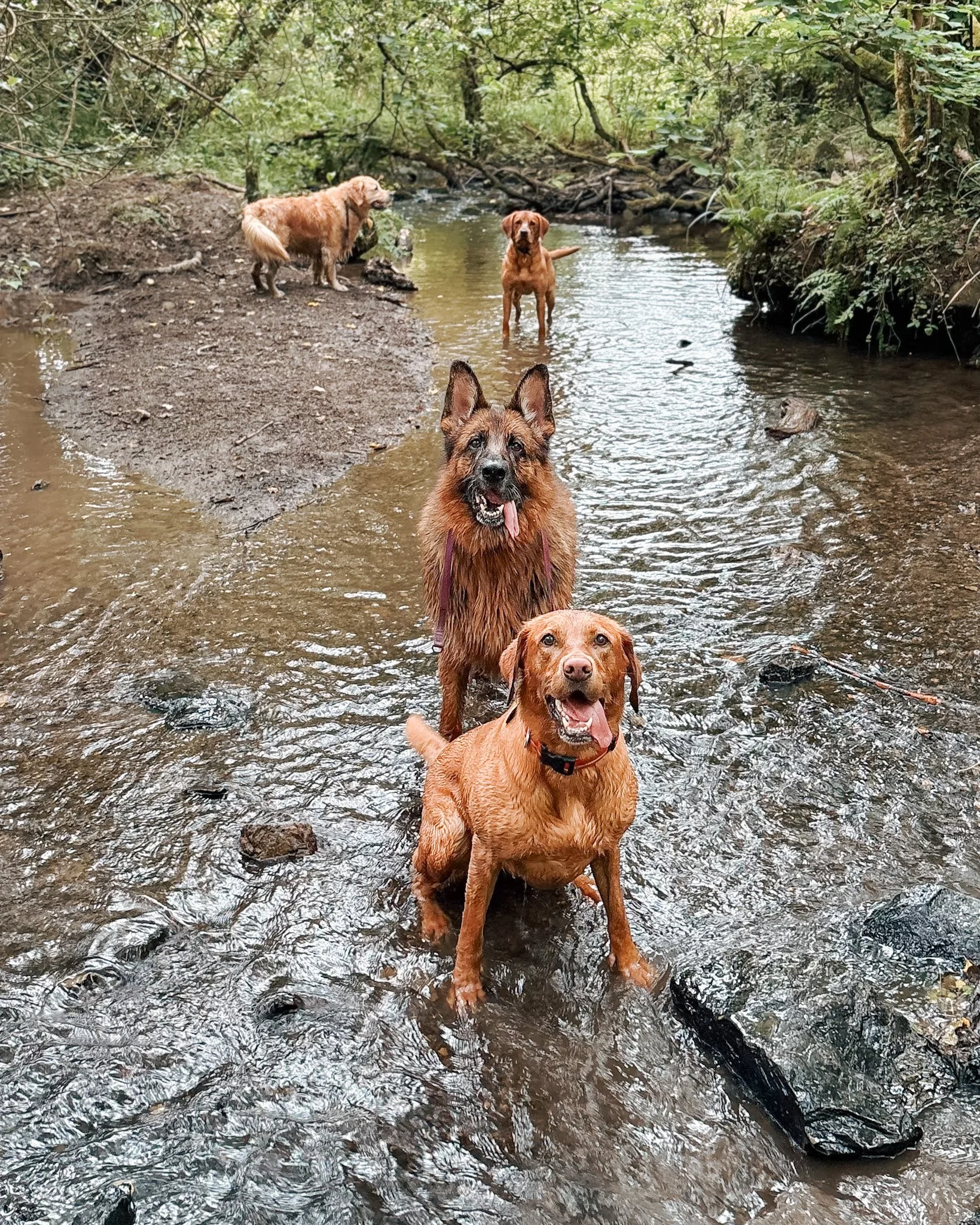 dog-dogs-newquay-pet-sitting-pet-sitter-walker-walking-care-services-newquay-cornwall-dogs-hang-ten-hounds_2897.jpg