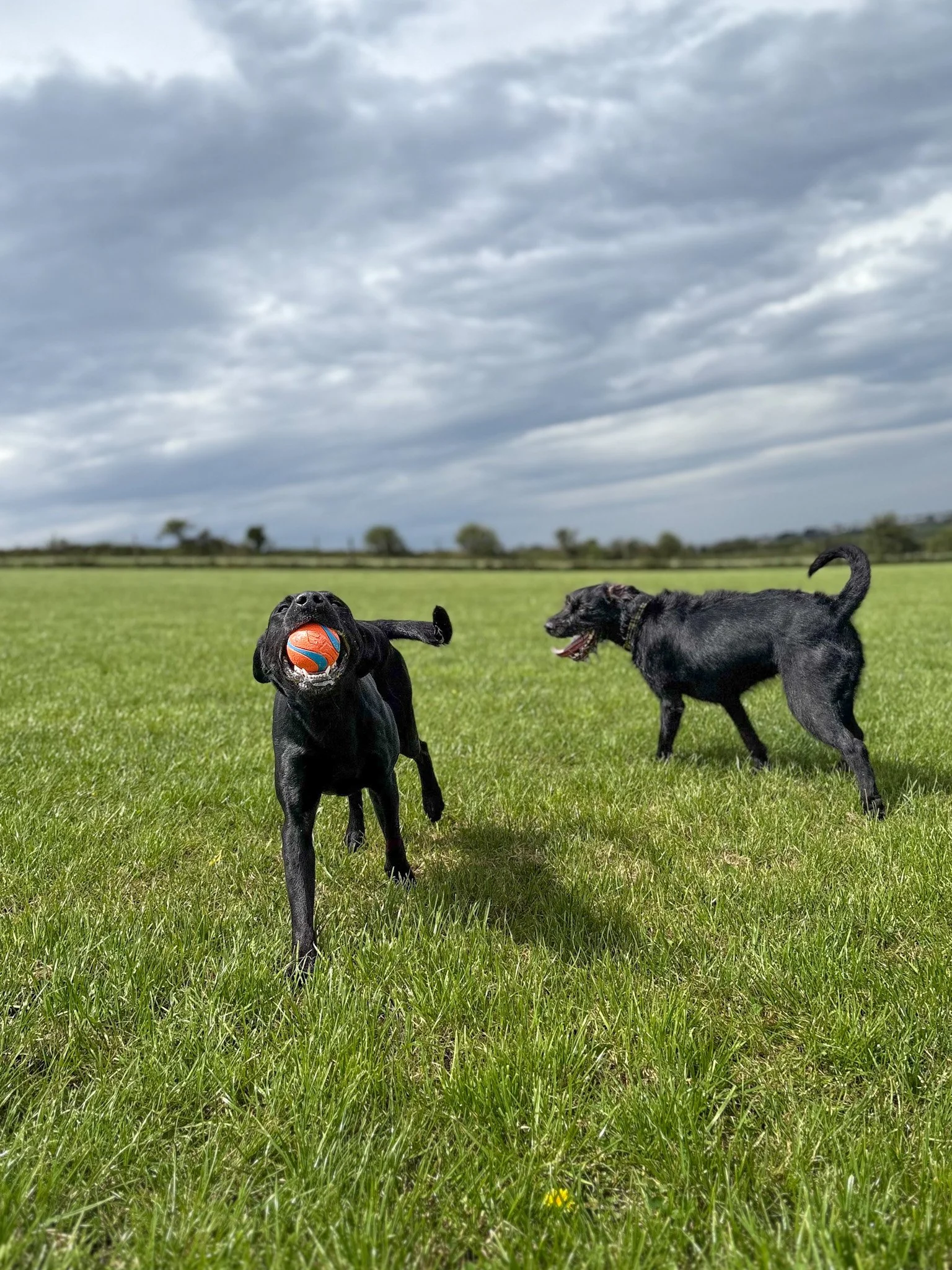 Two black dogs playing with a ball in a grassy field under a cloudy sky.