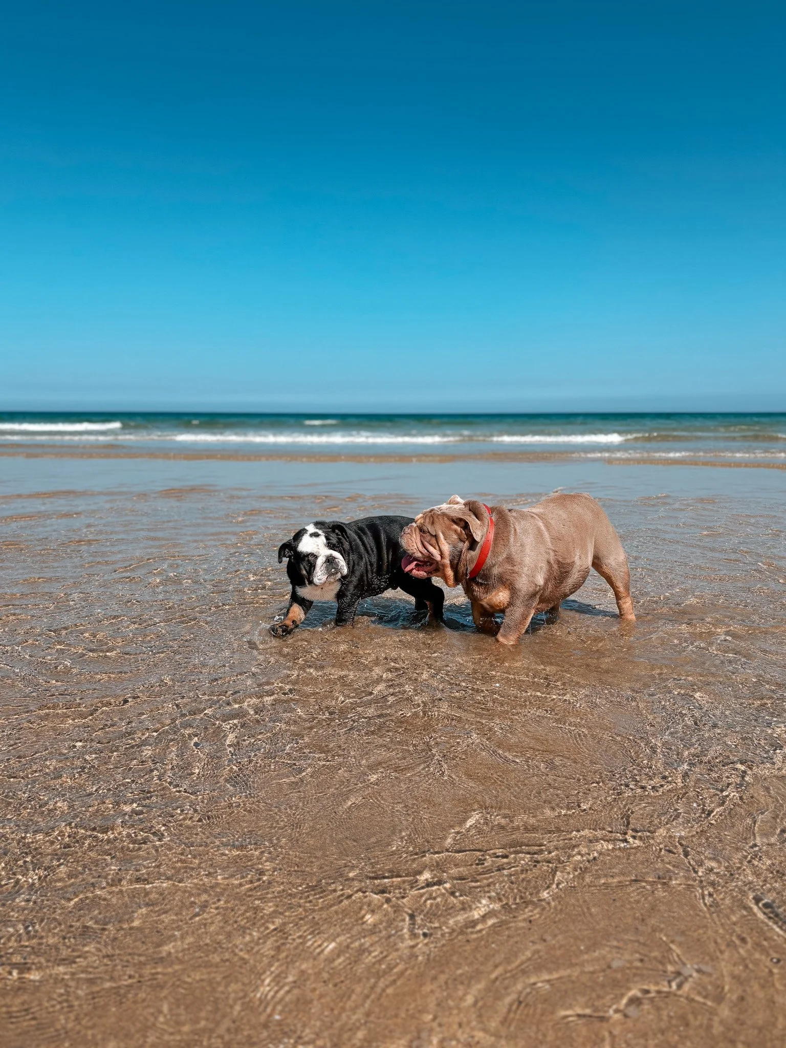 Two dogs playing  in Newquay, Cornwall; on the wet sand of a beach with ocean waves and a clear blue sky in the background.