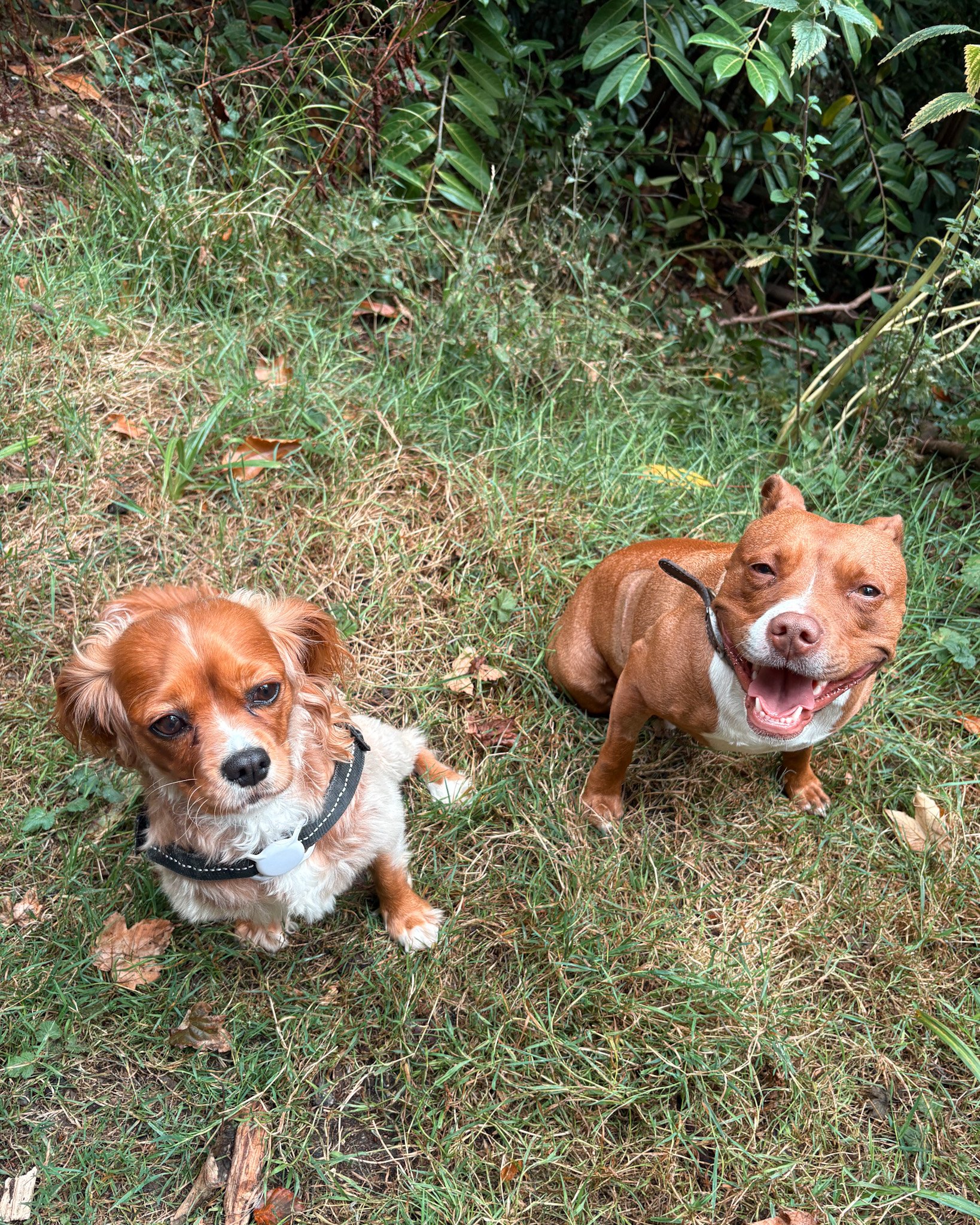 dog-walker-walking-dogs-newquay-pet-care-group-walks-services-newquay-cornwall-dogs-hang-ten-hounds_0872.jpg