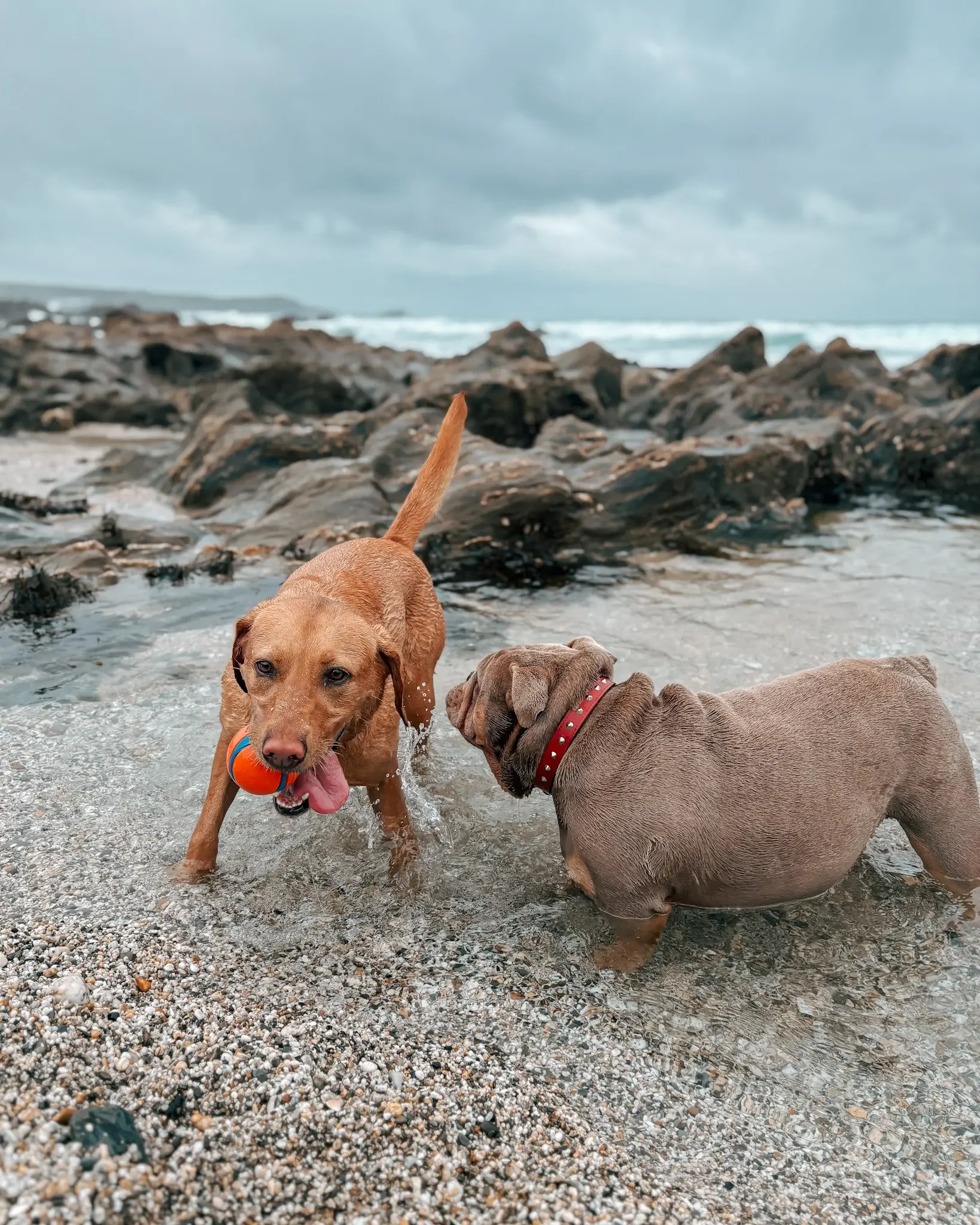 dog-walker-newquay-cornwall-dogs_5549.webp
