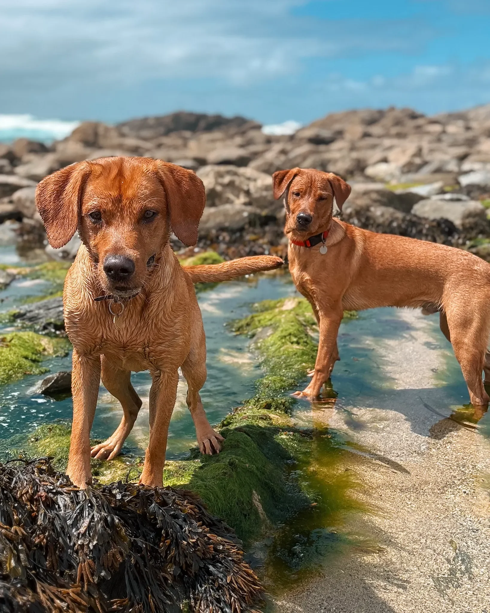 dog-walker-walking-care-services-newquay-cornwall-dogs-best-walker_8029_jpg.webp