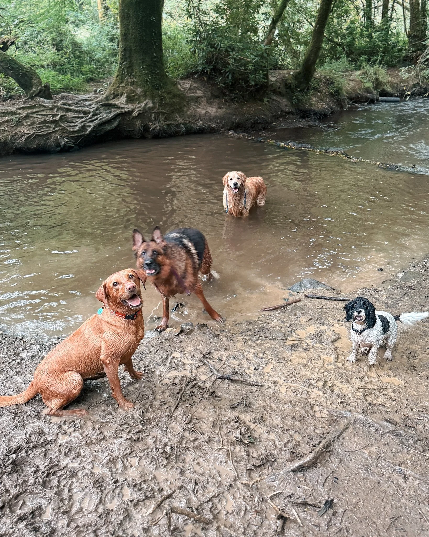 dog-dogs-newquay-pet-sitting-pet-sitter-walker-walking-care-services-newquay-cornwall-dogs-hang-ten-hounds_2879.jpg