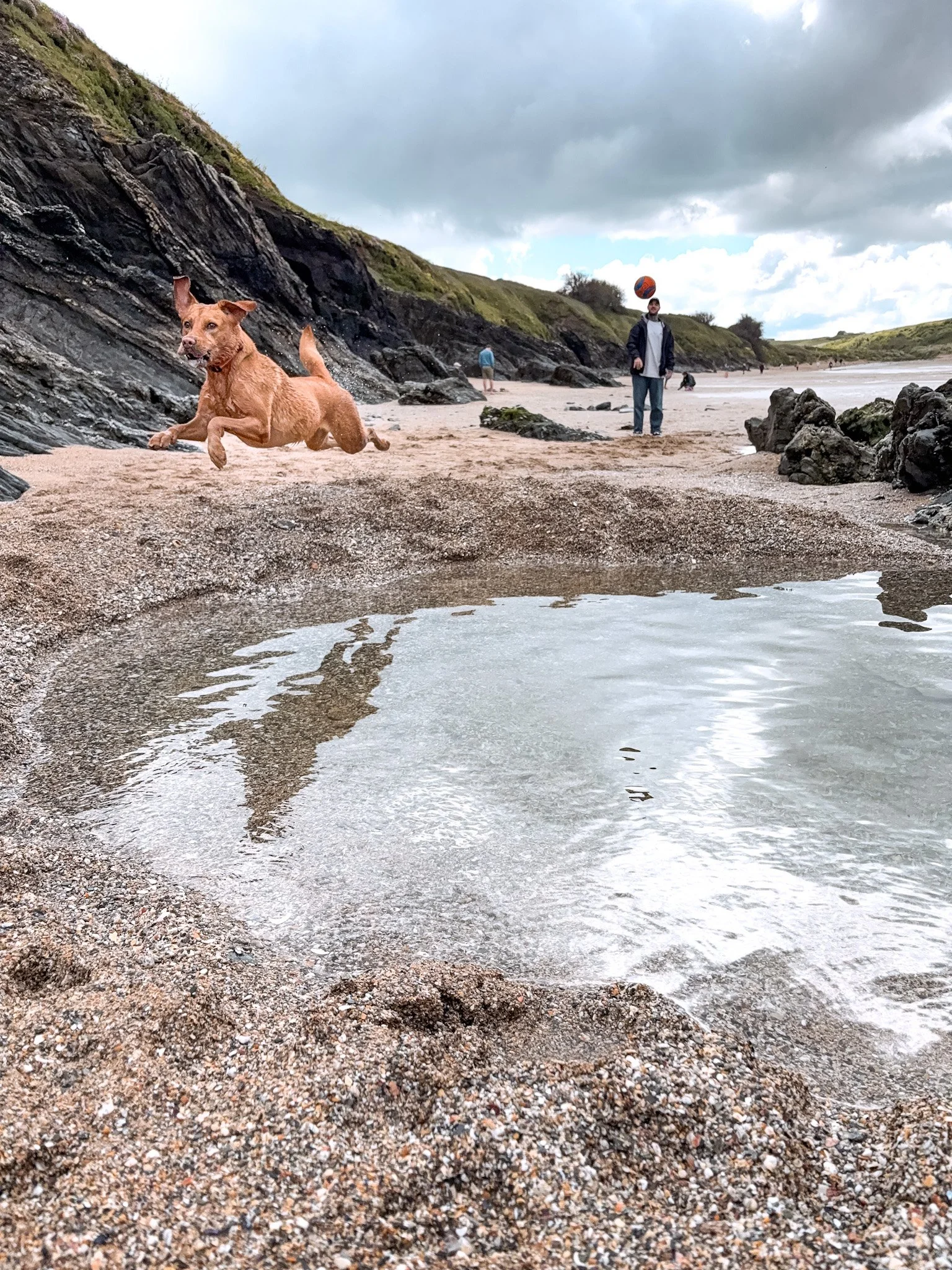 dog-walker-newquay-cornwall-dogs_4021.JPG