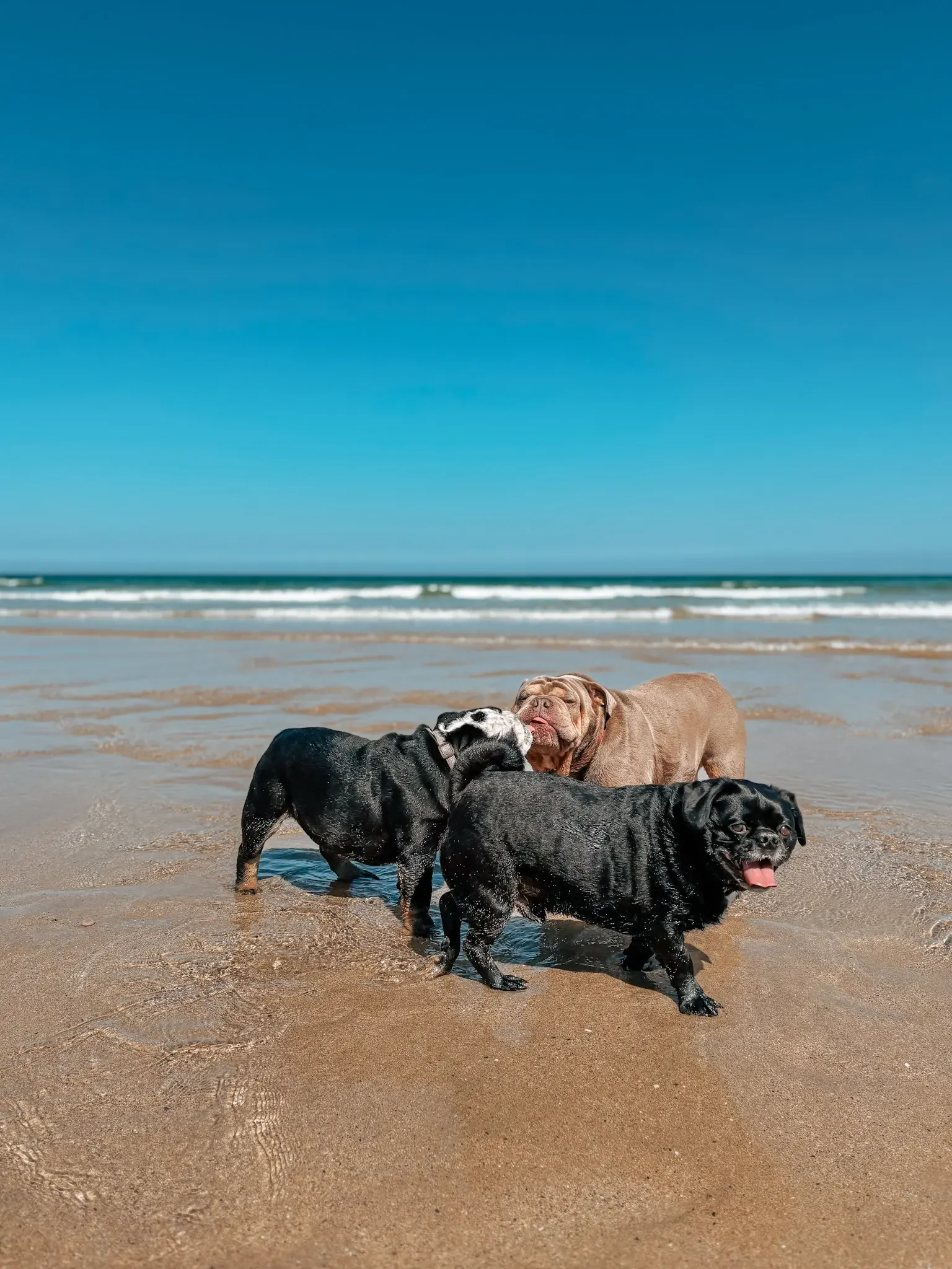 hang-ten-hounds-newquay-dog-walker-dog-walks-adventures-pet-sitting-in-newquay-2_2646.webp