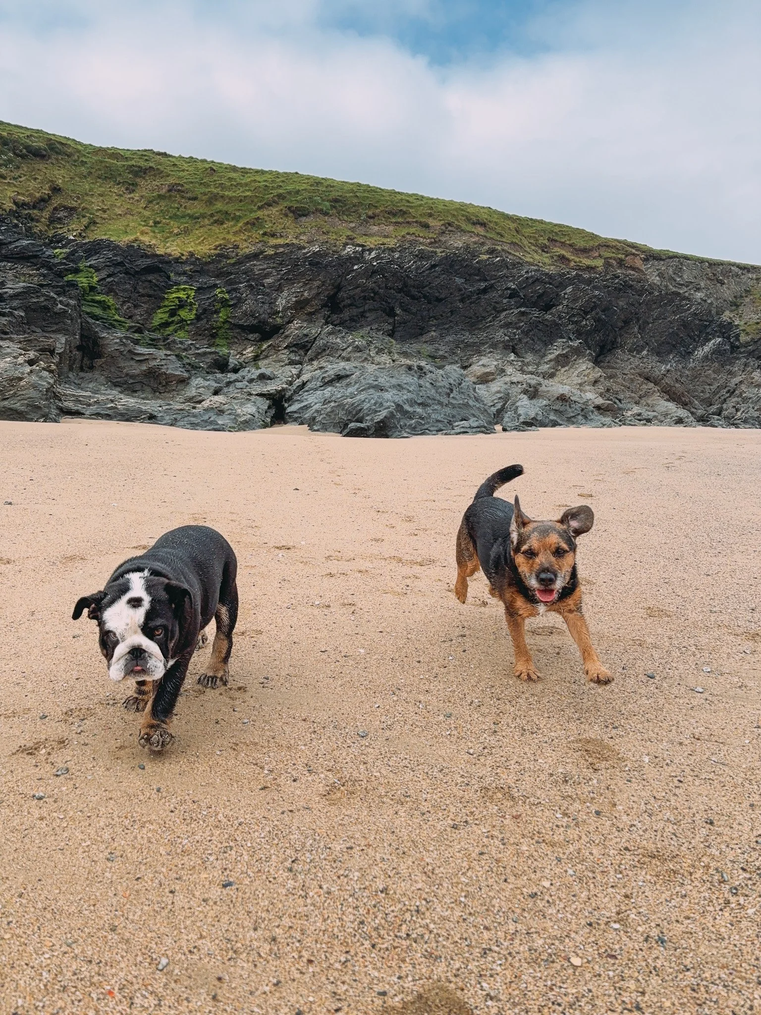 Two dogs running on a sandy beach in front of rocky cliffs and grassy hills under a partly cloudy sky.