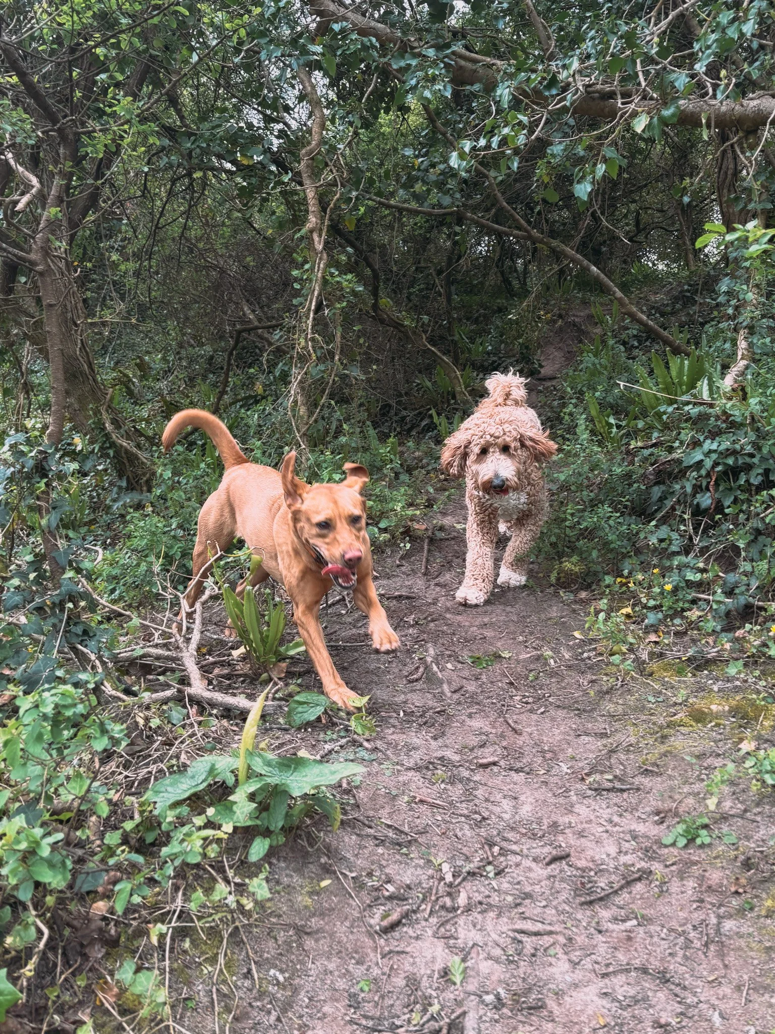 Two dogs, one light brown and one curly-haired, walking on a dirt trail surrounded by dense green foliage and trees.