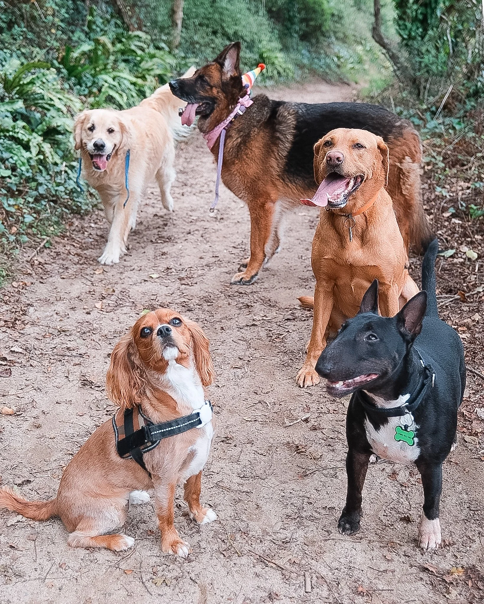 dog-walker-walking-dogs-newquay-pet-care-group-walks-services-newquay-cornwall-dogs-hang-ten-hounds-2026F8635.JPG