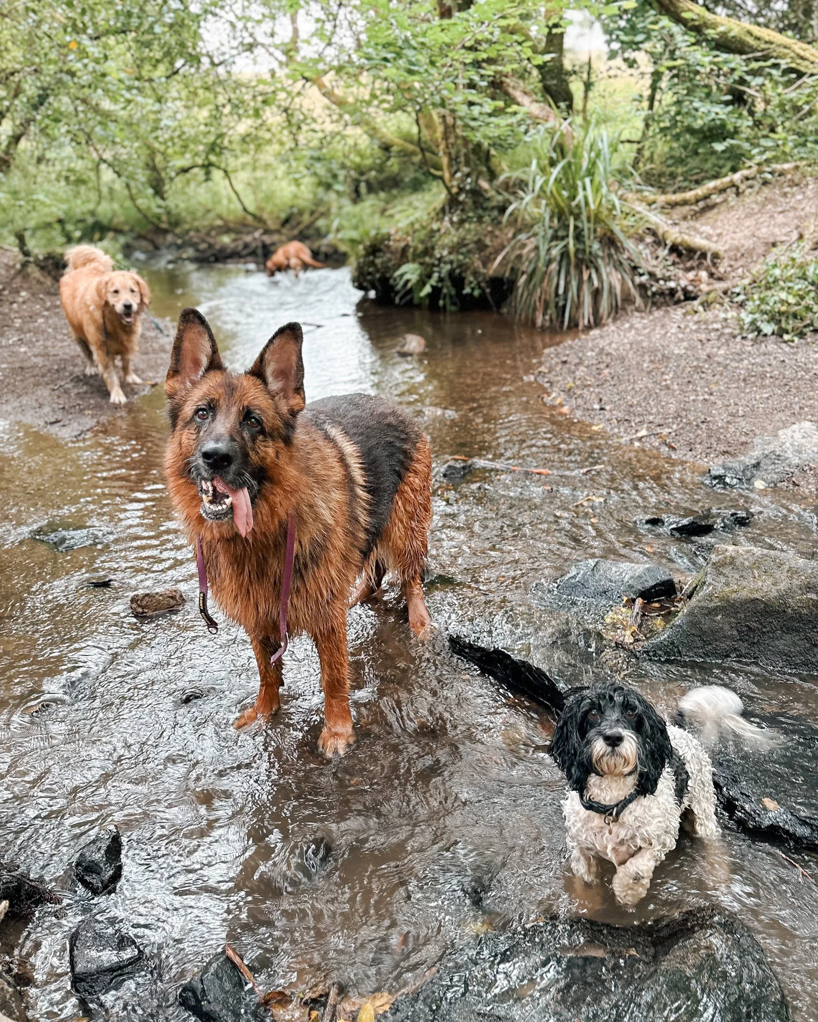 dog-dogs-newquay-pet-sitting-pet-sitter-walker-walking-care-services-newquay-cornwall-dogs-hang-ten-hounds_2899.jpg